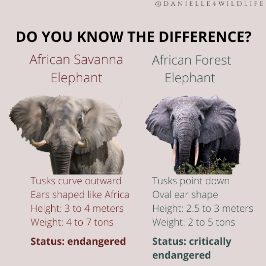 What's the Difference Between a Savanna and Forest Elephant? — The Call to  Conserve