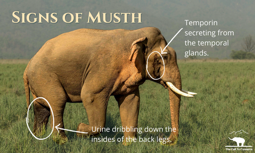 What is Musth and Why Does it Occur? — The Call to Conserve