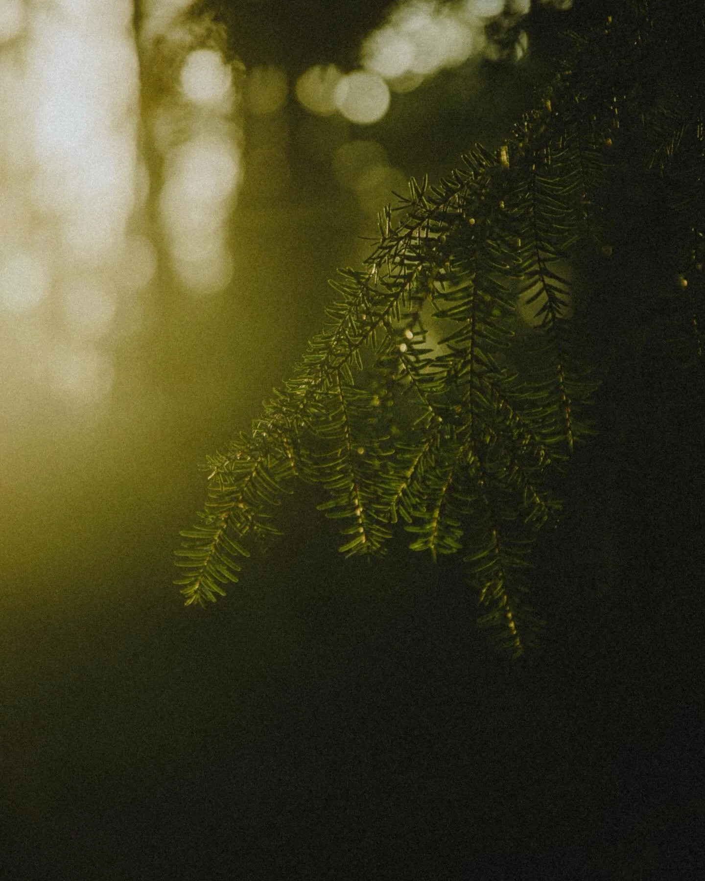 A quick forest walk before dark. 🌲🌅

#forest_captures #sunset #canonnederland #capturethemoment #naturelover