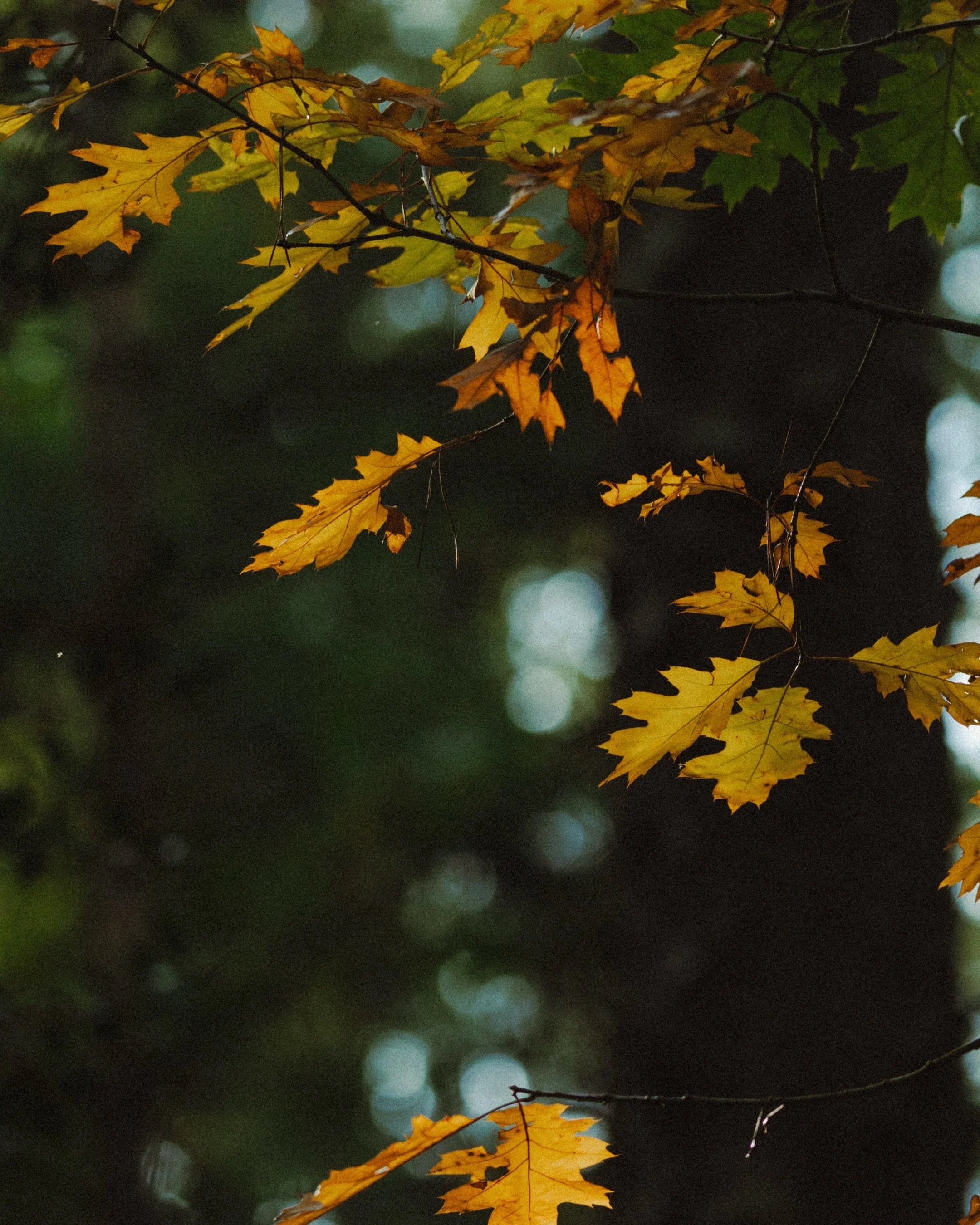 Just a quick walk in nature because it&rsquo;s the weekend. ✌🏻

#autumn #naturephotograpy #forestphotography