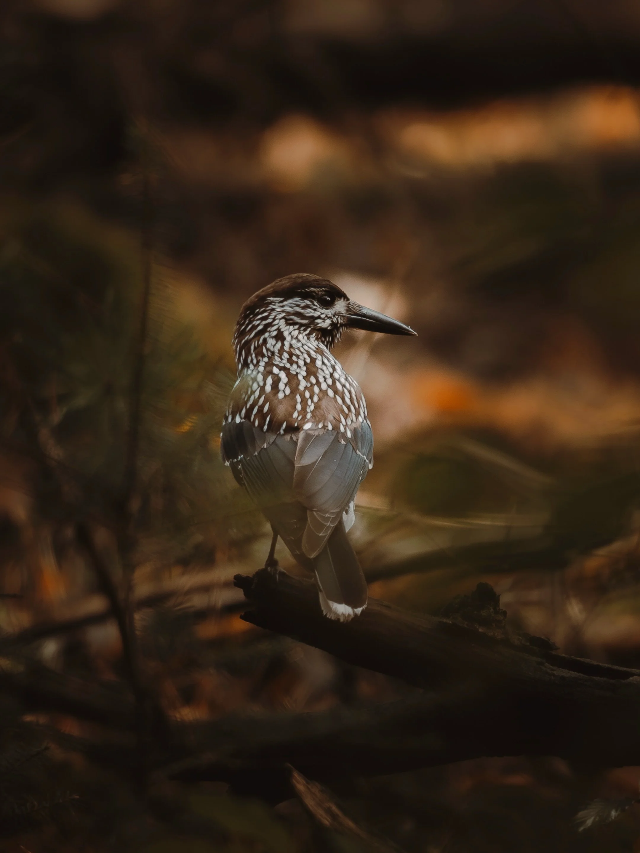 The Nutcracker (Nucifraga caryocatactes) 🌲

A beautiful bird to encounter in the forest last weekend! Not an everyday sight, so I guess I can officially count myself among the lucky ones who&rsquo;ve managed to capture this little forest treasure. 

