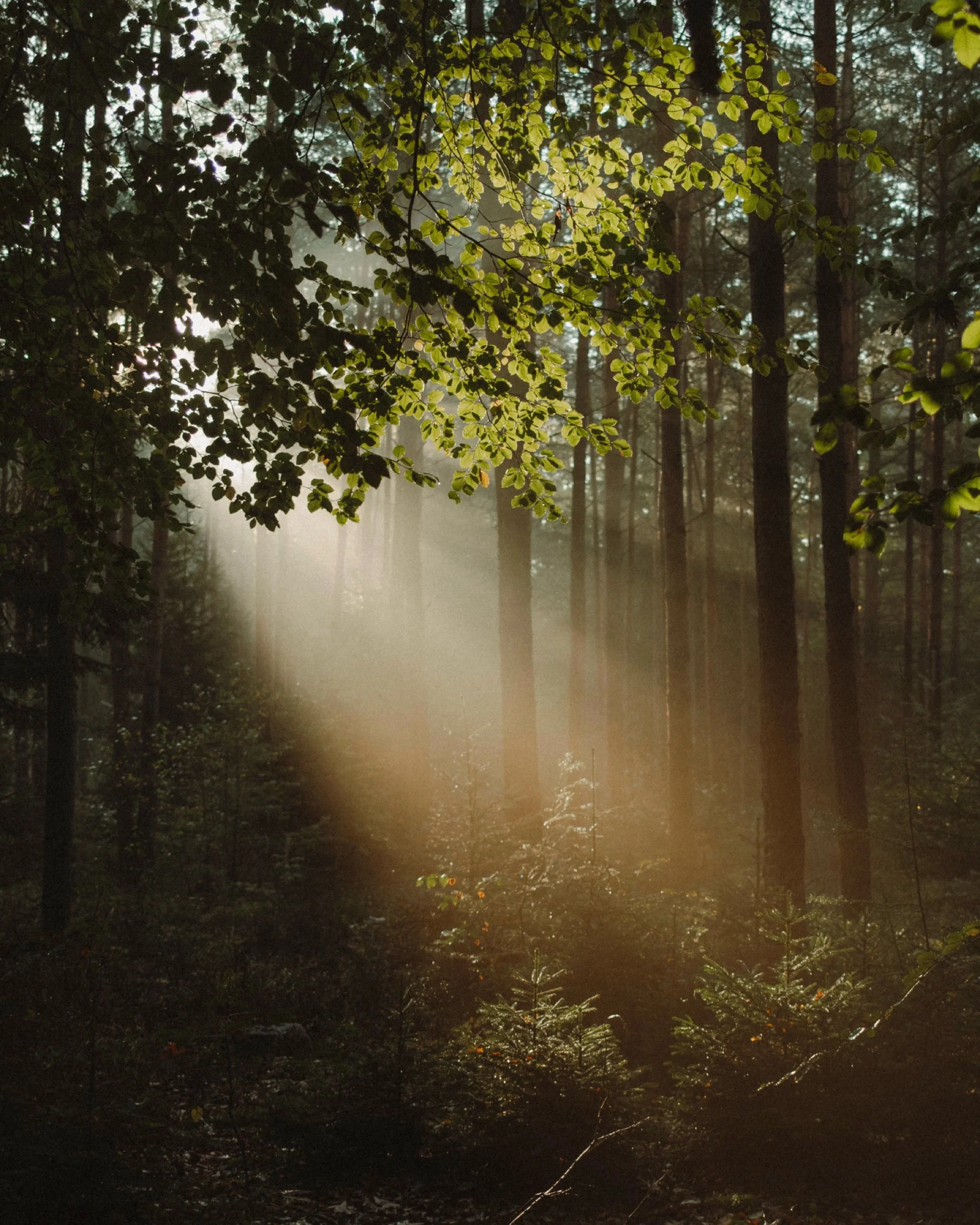 There&rsquo;s something about forest mornings this time of year. Can&rsquo;t get enough of this!