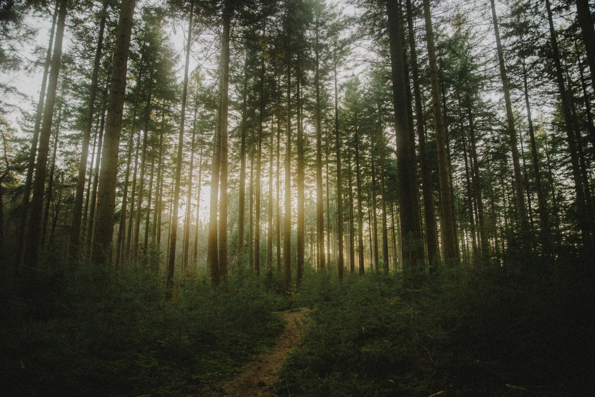 Nature-December-2025-28-2.jpg