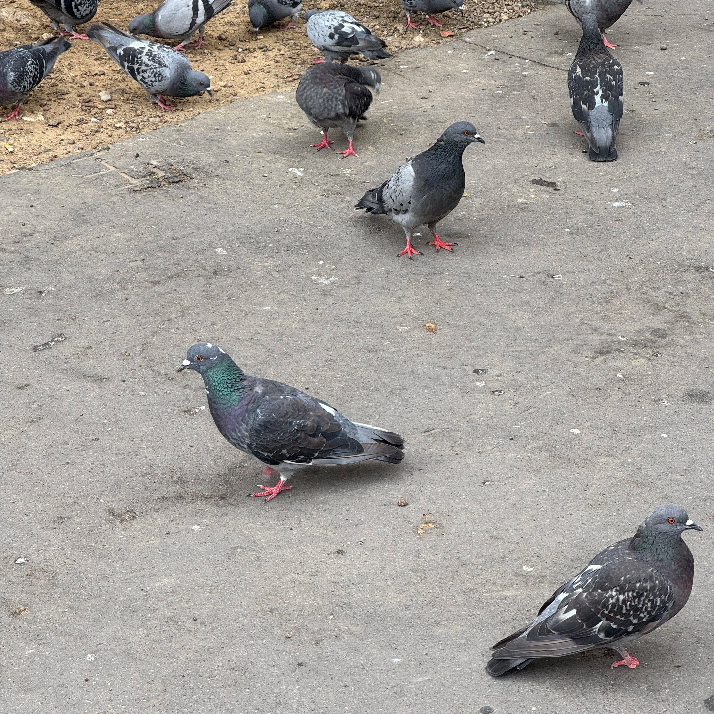 Pigeons on the streets of Paris