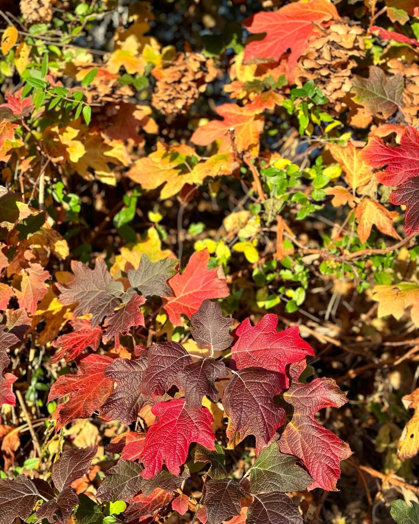 The last fall colors are showing off in the sunshine!!! #fallcolors #fallleaves #nature