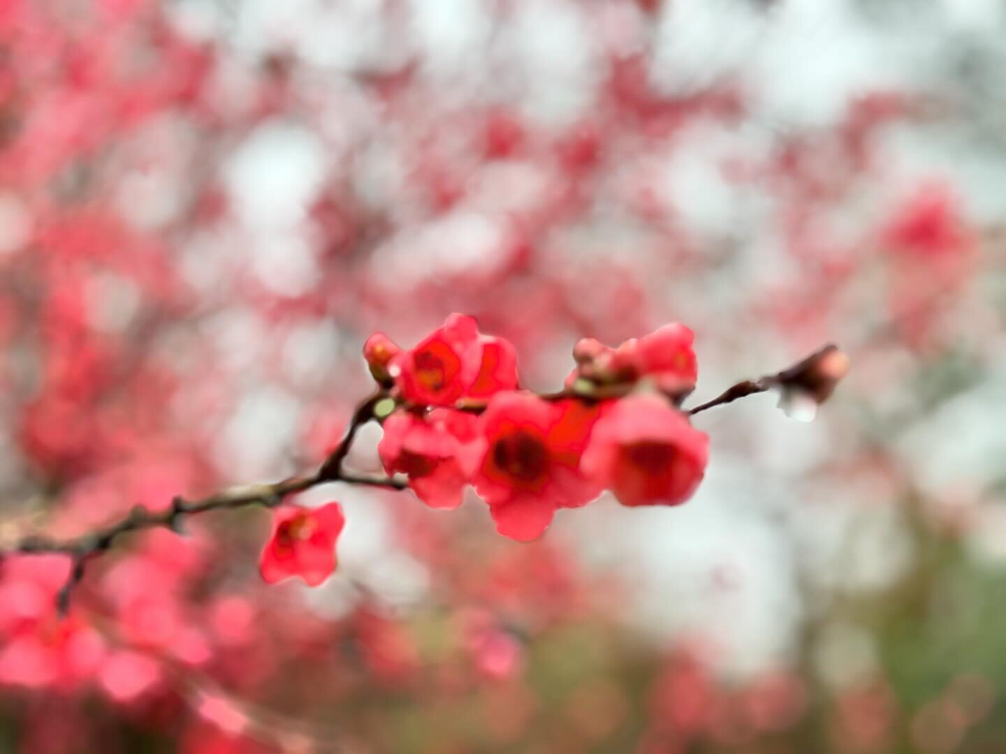 You&rsquo;ve been warned. Spring has sprung here in #wnc &mdash; so my annual adventure of trying to capture the joy of spring blooms in photos has begun. Flower Power is about to invade my Insta page. So if you&rsquo;re not into color and blossoms, 