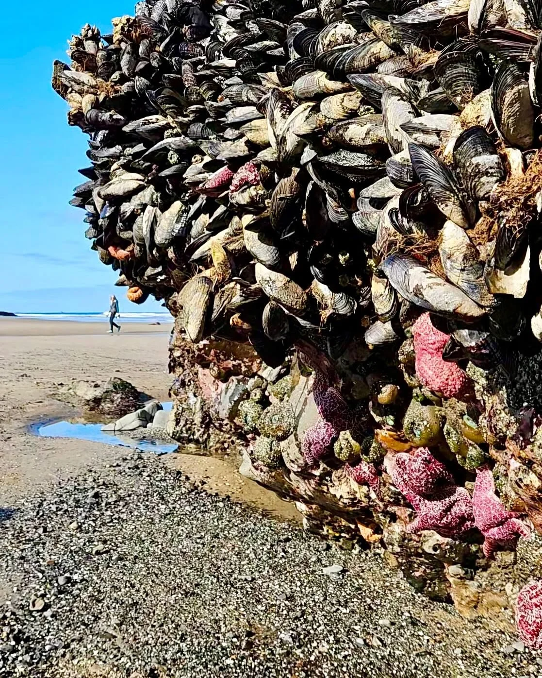 Last week I took an amazing beach walk on the Oregon coast. A king tide revealed a magical world of underwater creatures! As I came around a huge rock a woman said, &ldquo;You photobombed my shot. Your timing was perfect. You gave my shot perspective