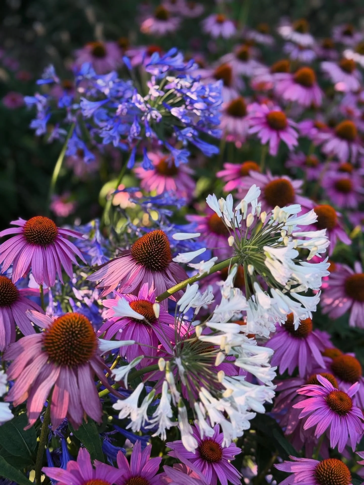 You thought just because I’ve moved my travel photos to @bluesky_social that you would never again be subjected to my flower photos? Hah! Fooled you. From time to time I still want to try to cheer up your algorithm and encourage you to do a lit