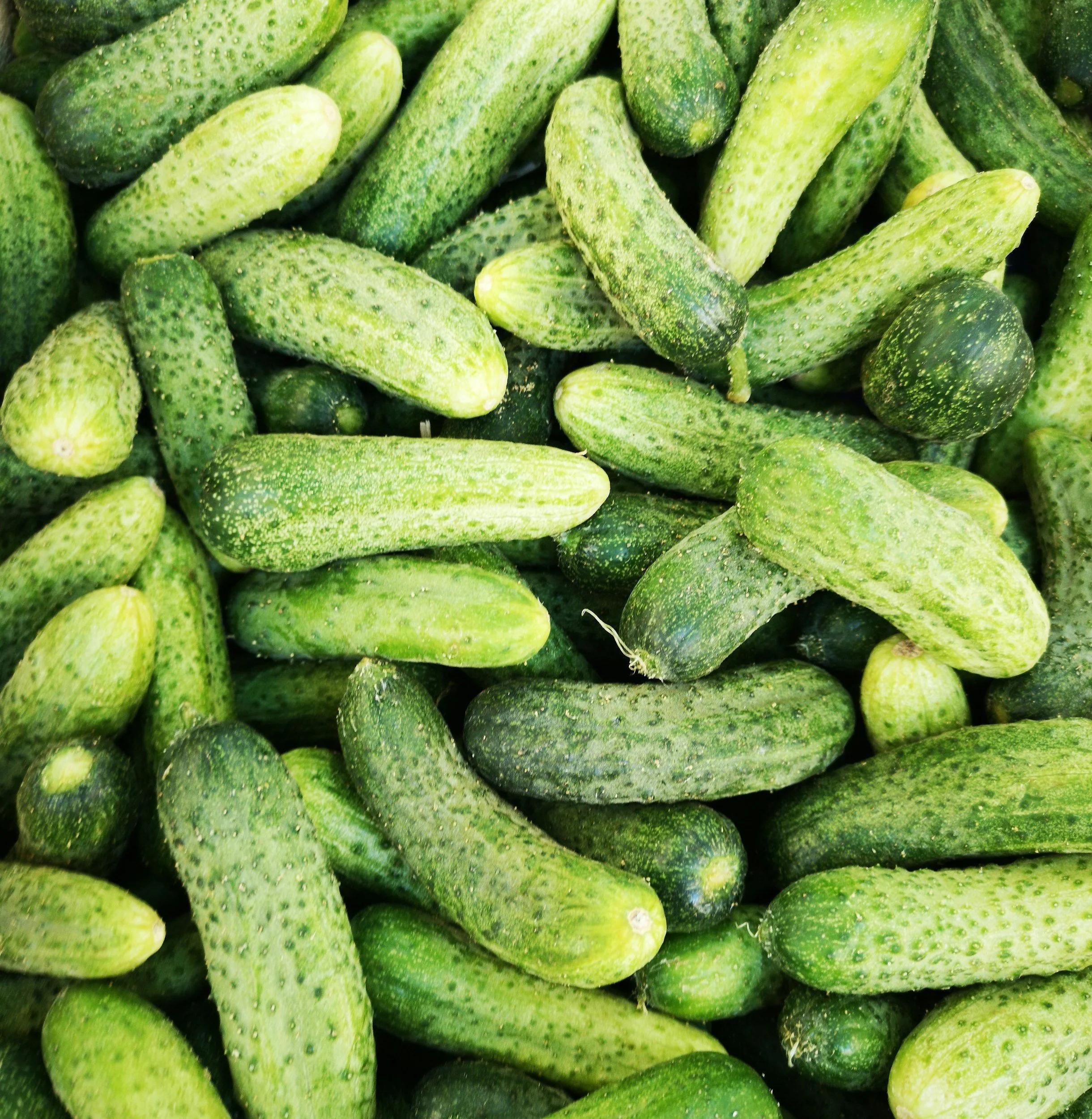 Pickling Cucumbers
