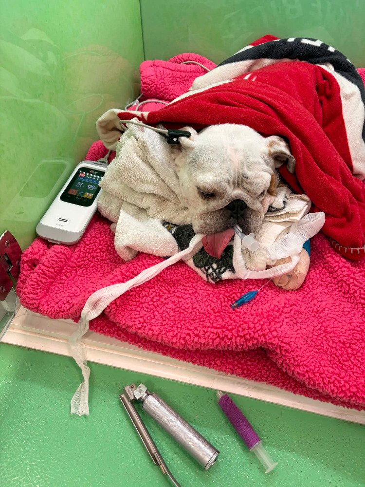 Brachycephalic Peri-Anesthetic Management