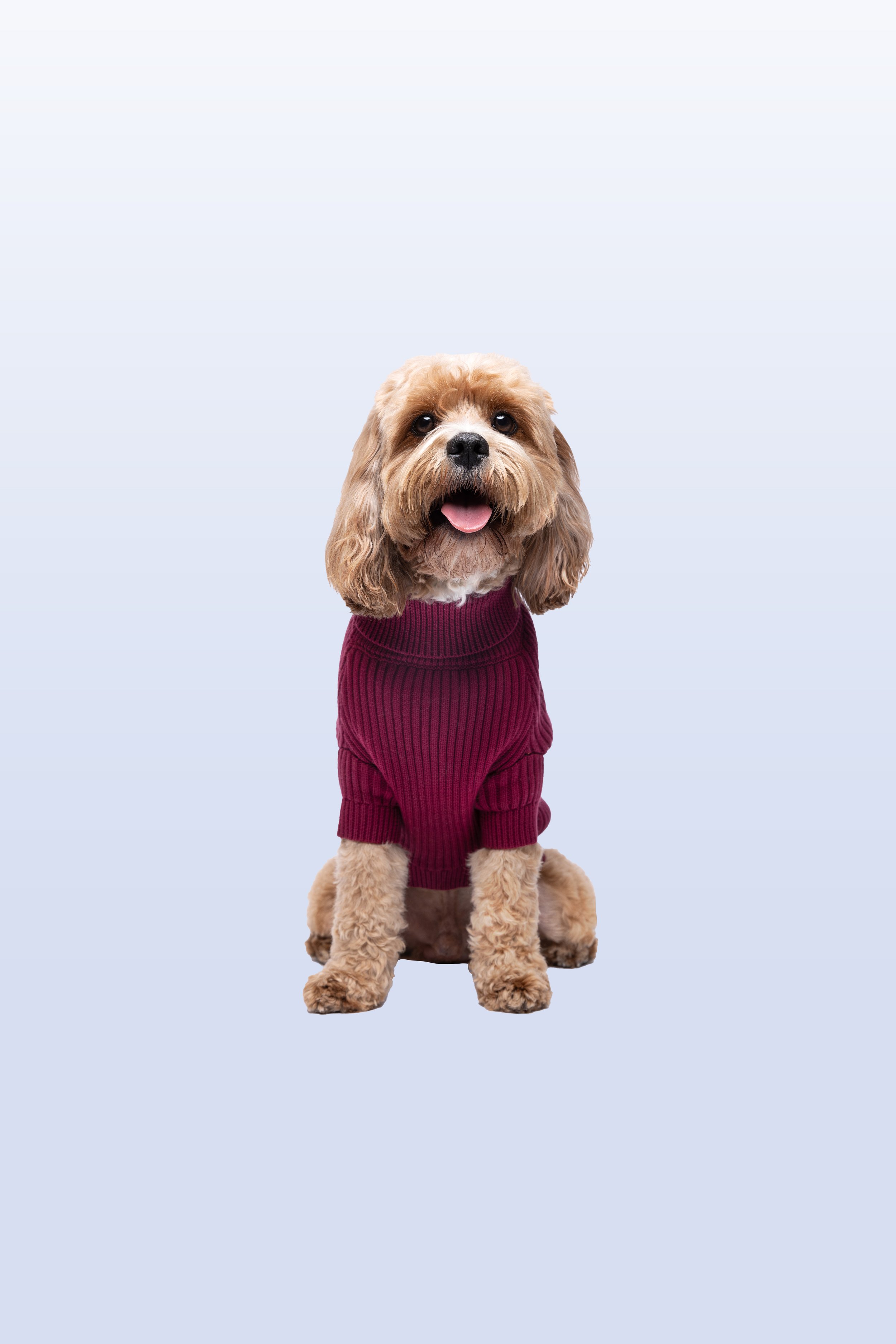 Shop Jumpers — The Salvatore Paws