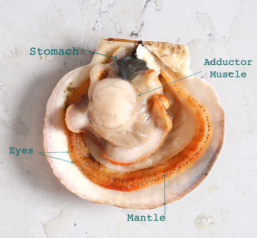scallop_shuck_2.png
