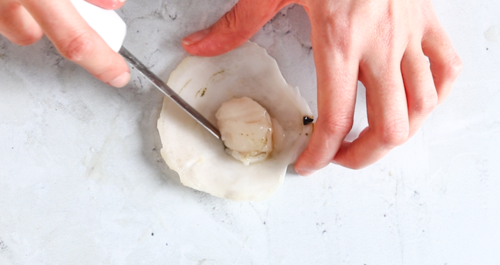 scallop_shuck_10.png