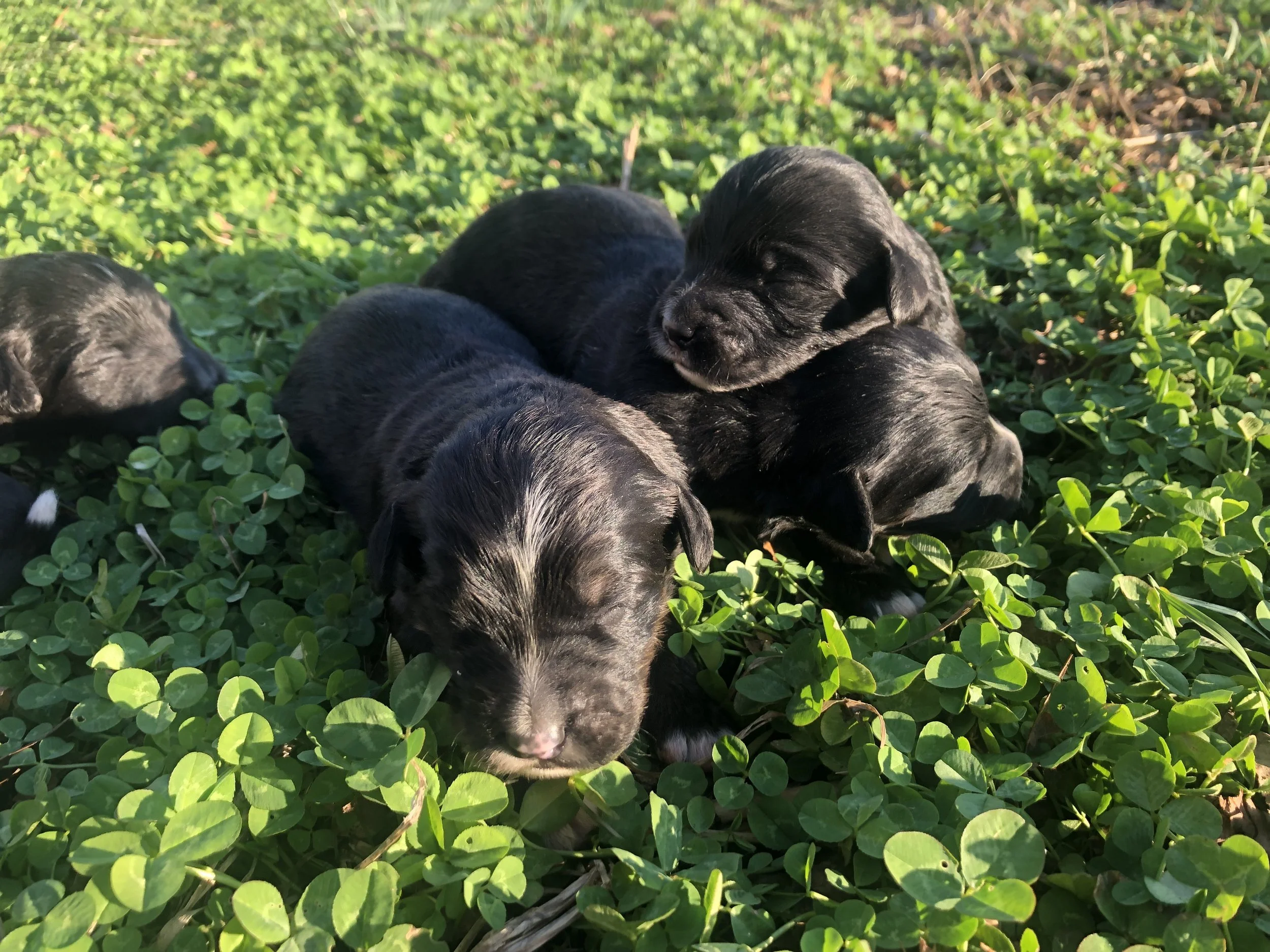 Female Bernedoodle puppies