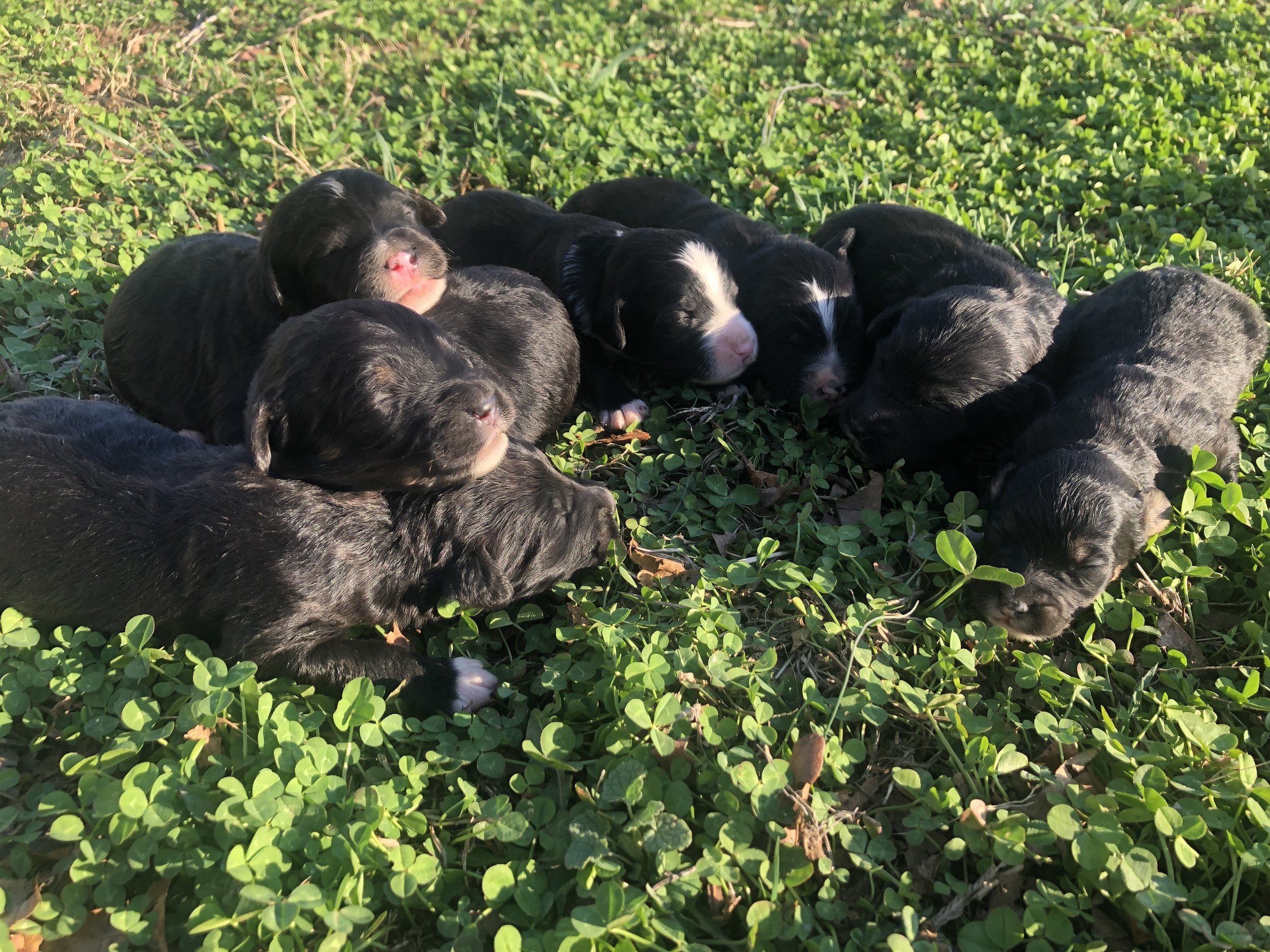 Bernedoodles enjoying the sunshine