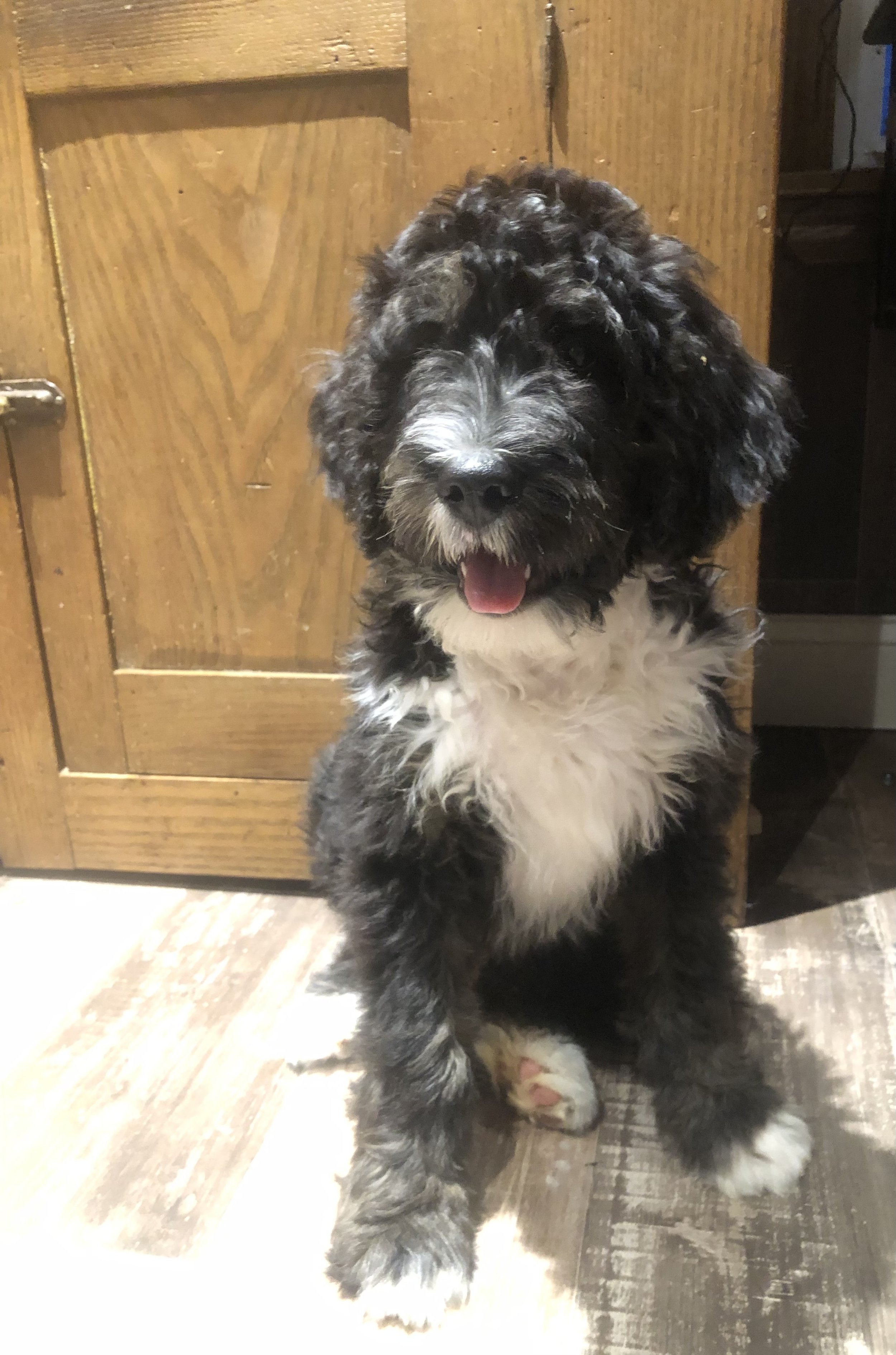 happy tricolor Bernedoodle puppy for sale