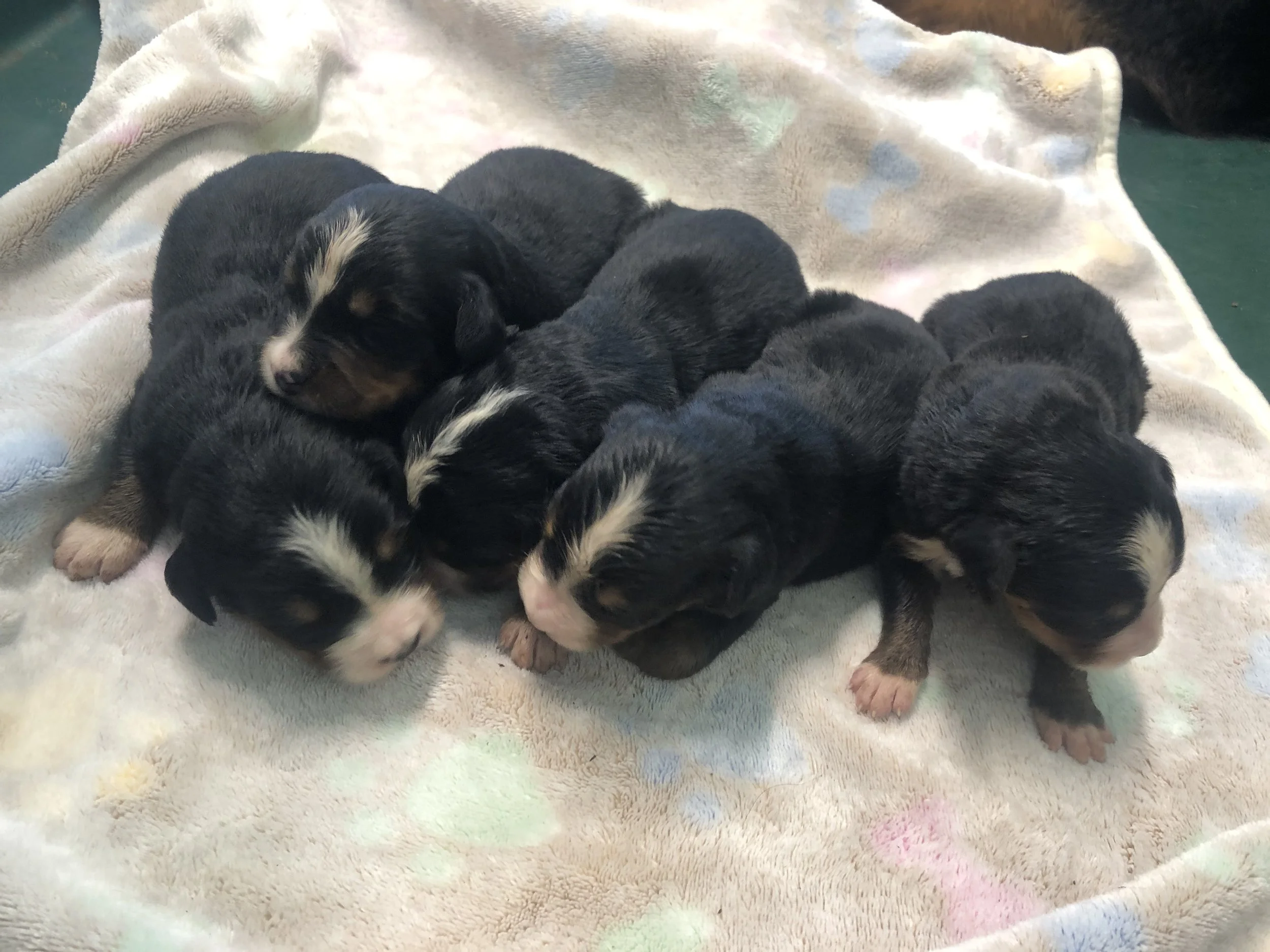 Newborn Bernese puppies!