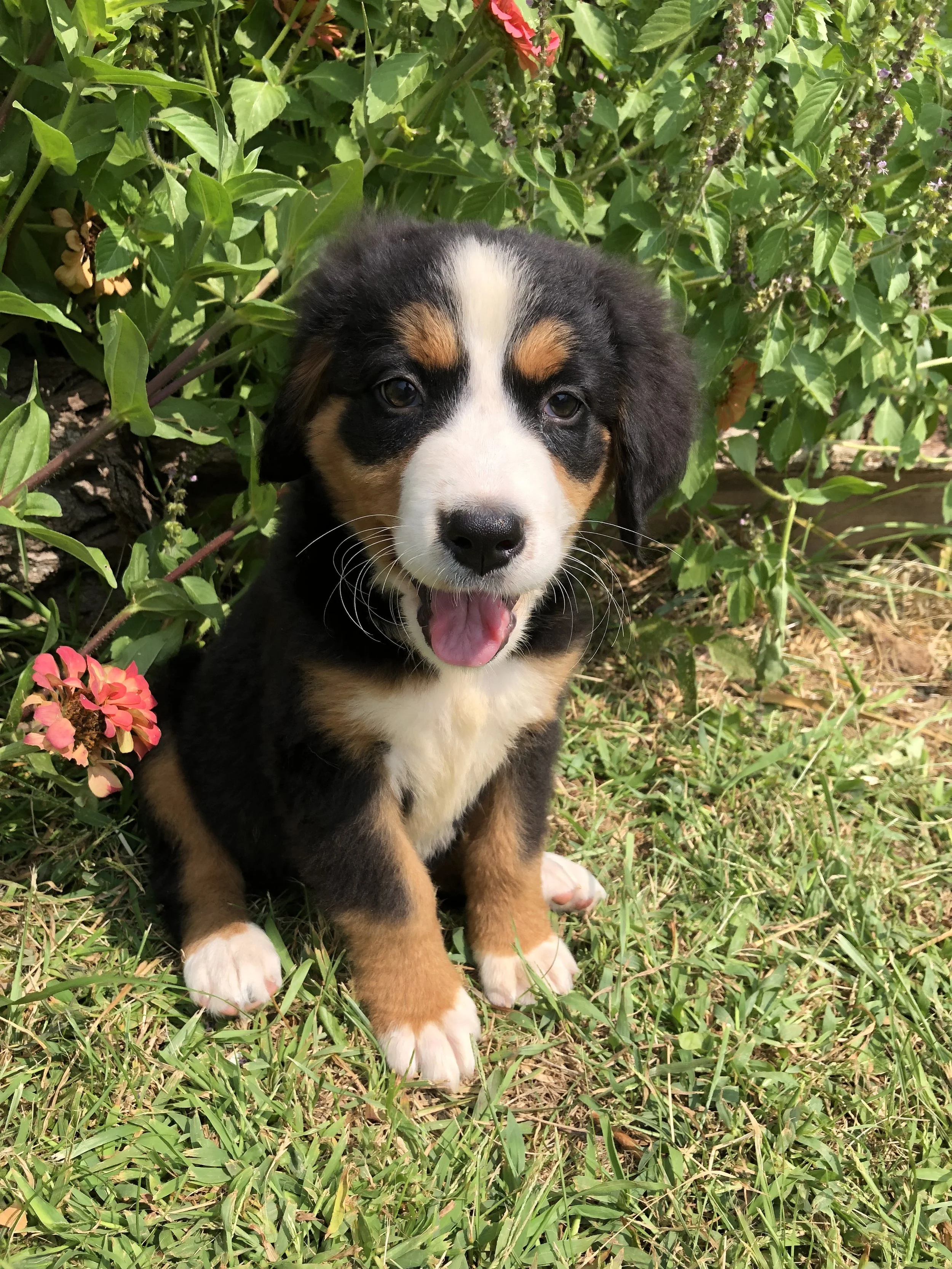 A cute Bernese puppy sitting on grass in front of green foliage, showing its tongue and expressive eyes.