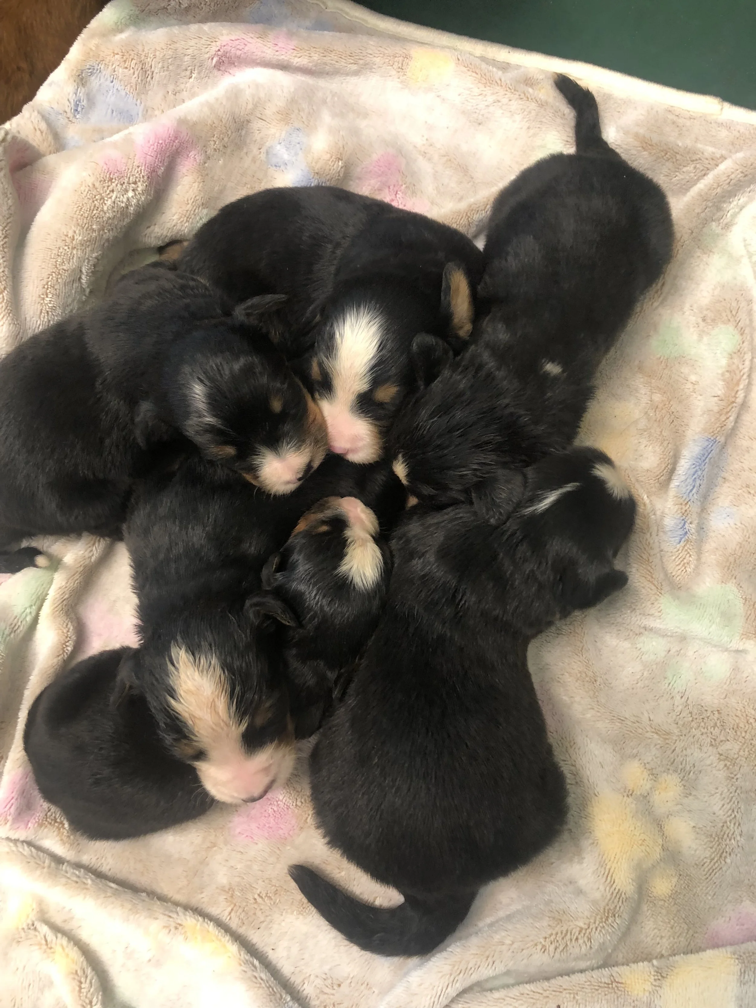 Bernedoodle puppies for sale!