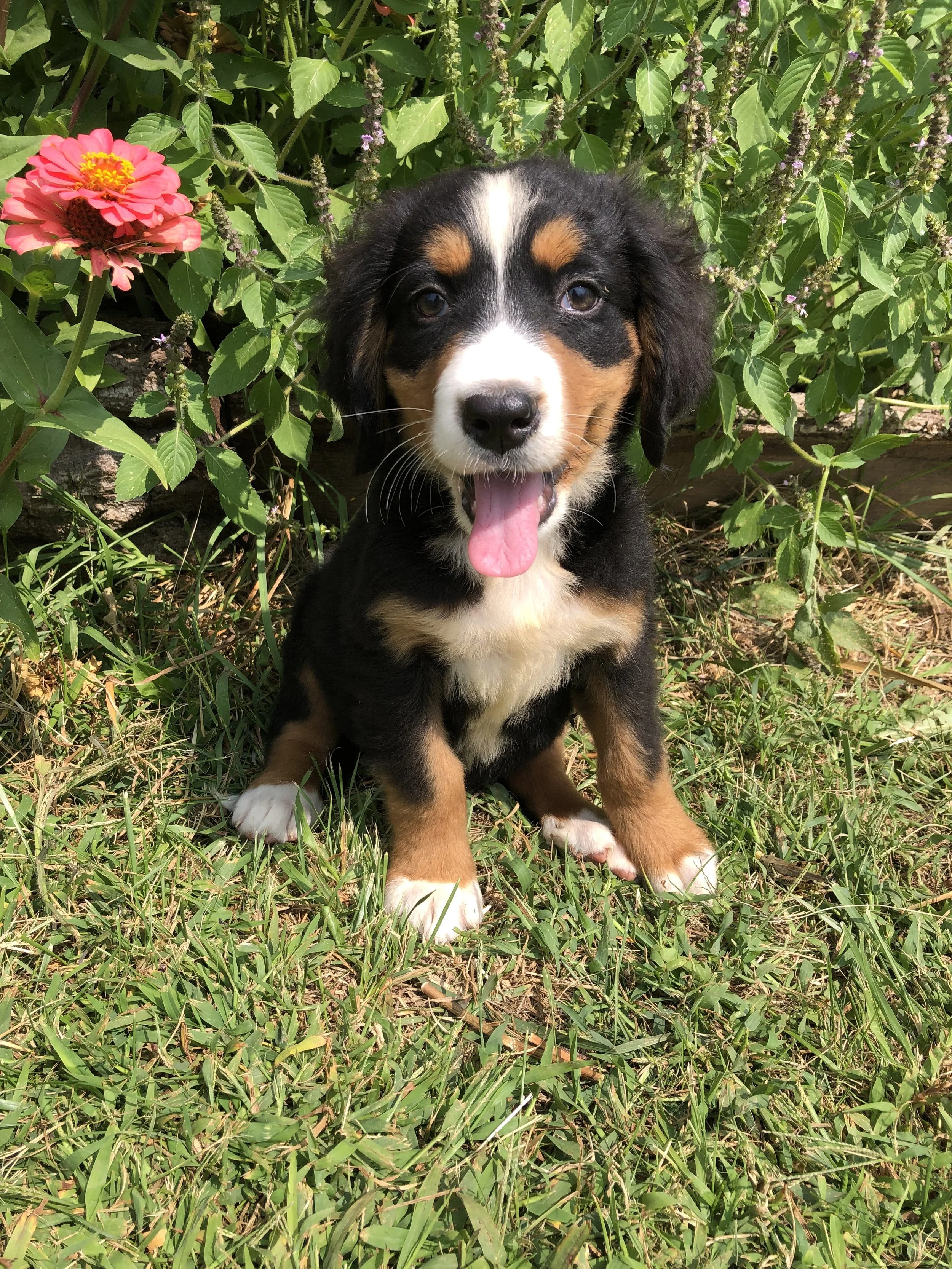 A cute puppy sitting on grass in front of green leafy plants and flowers, with its tongue out and looking at the camera.