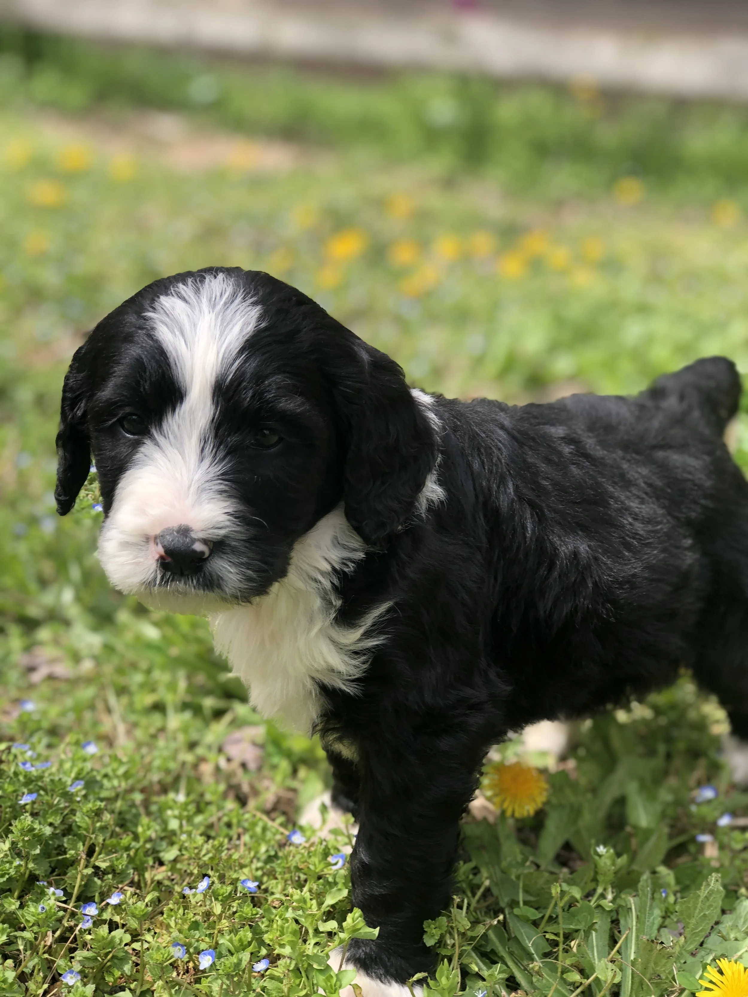 Puppies for sale Bernese Mountain dogs, Bernedoodles, and Labradors in