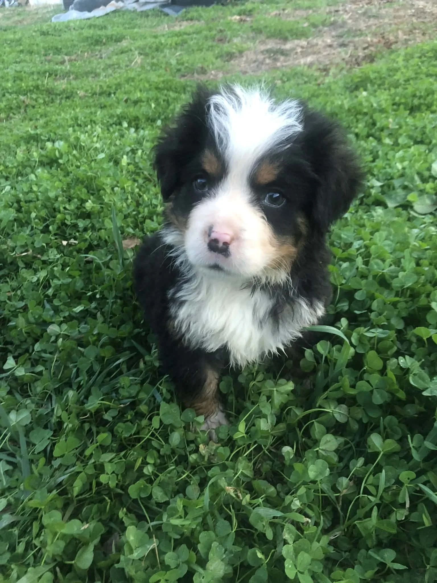 Tippy the Bernese Mountain Dog is ready to go home with you!