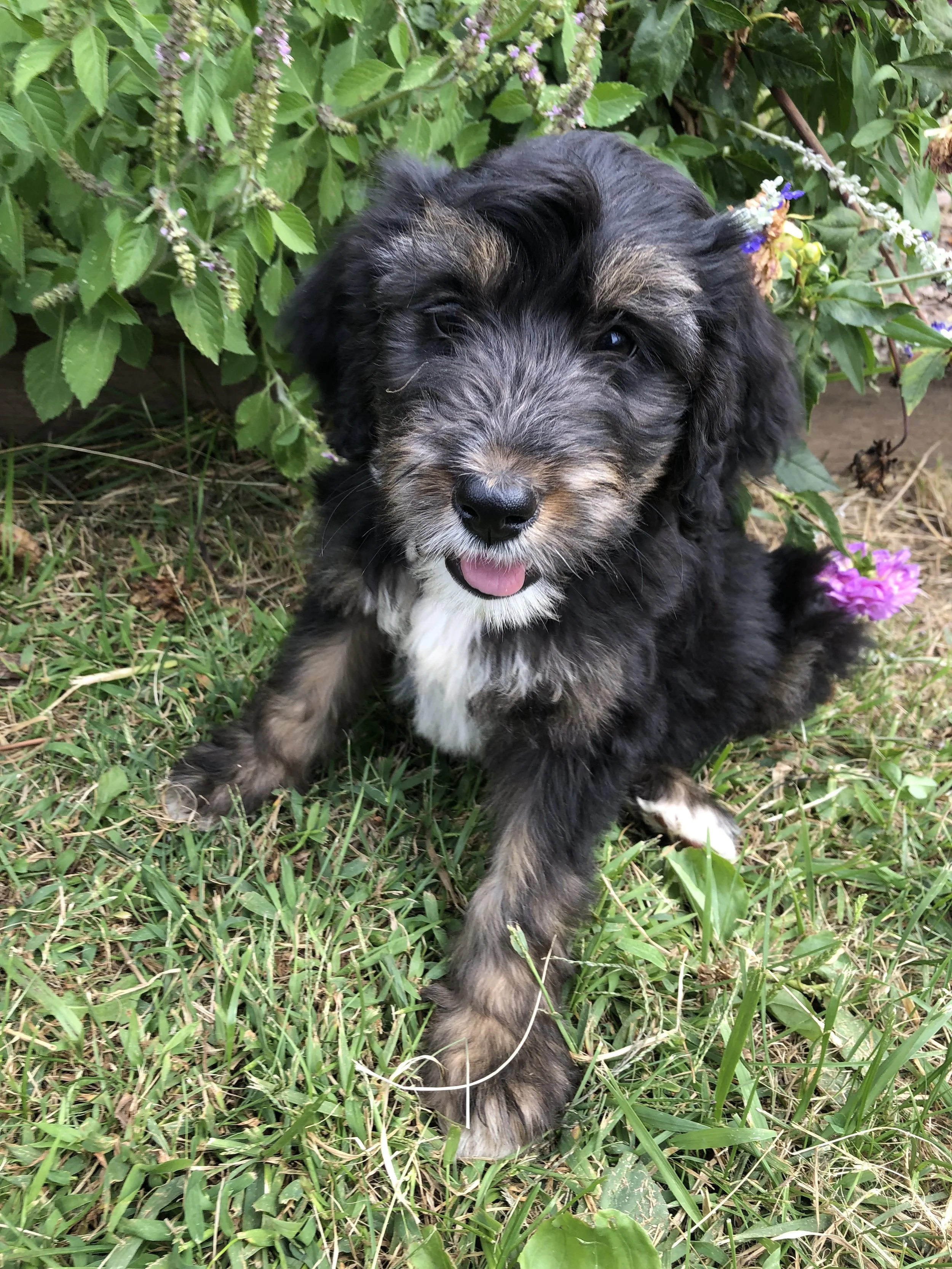 A cute tricolor Bernedoodle puppy  sitting on grass in front of green bushes with purple flowers, tongue slightly out, looking at the camera.