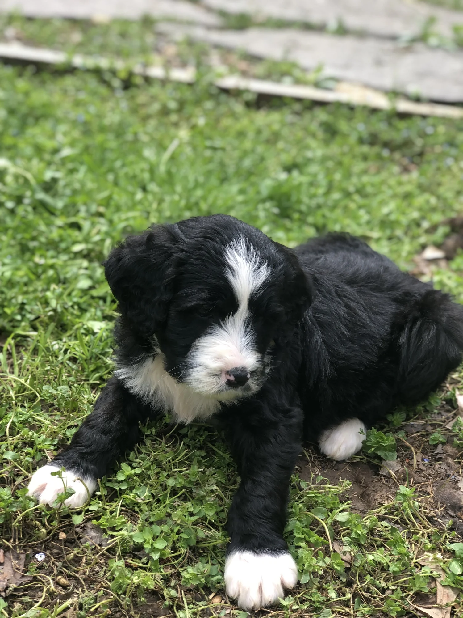 Bernedoodle Puppies — Day Spring Puppies Quality Animals raised on