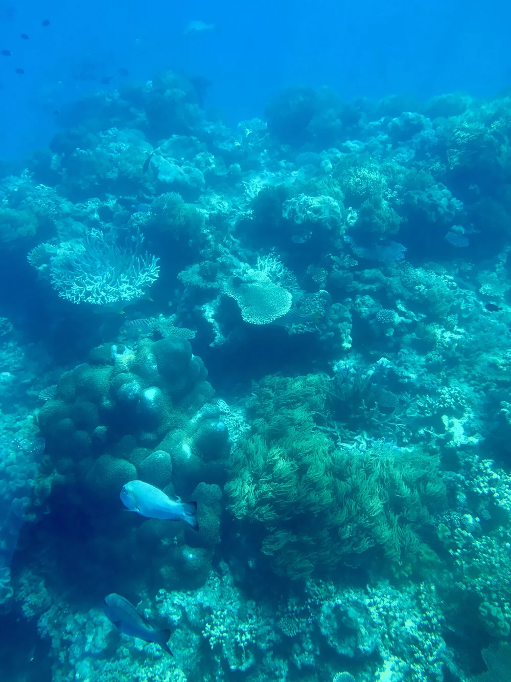 GB Reef 2.JPG