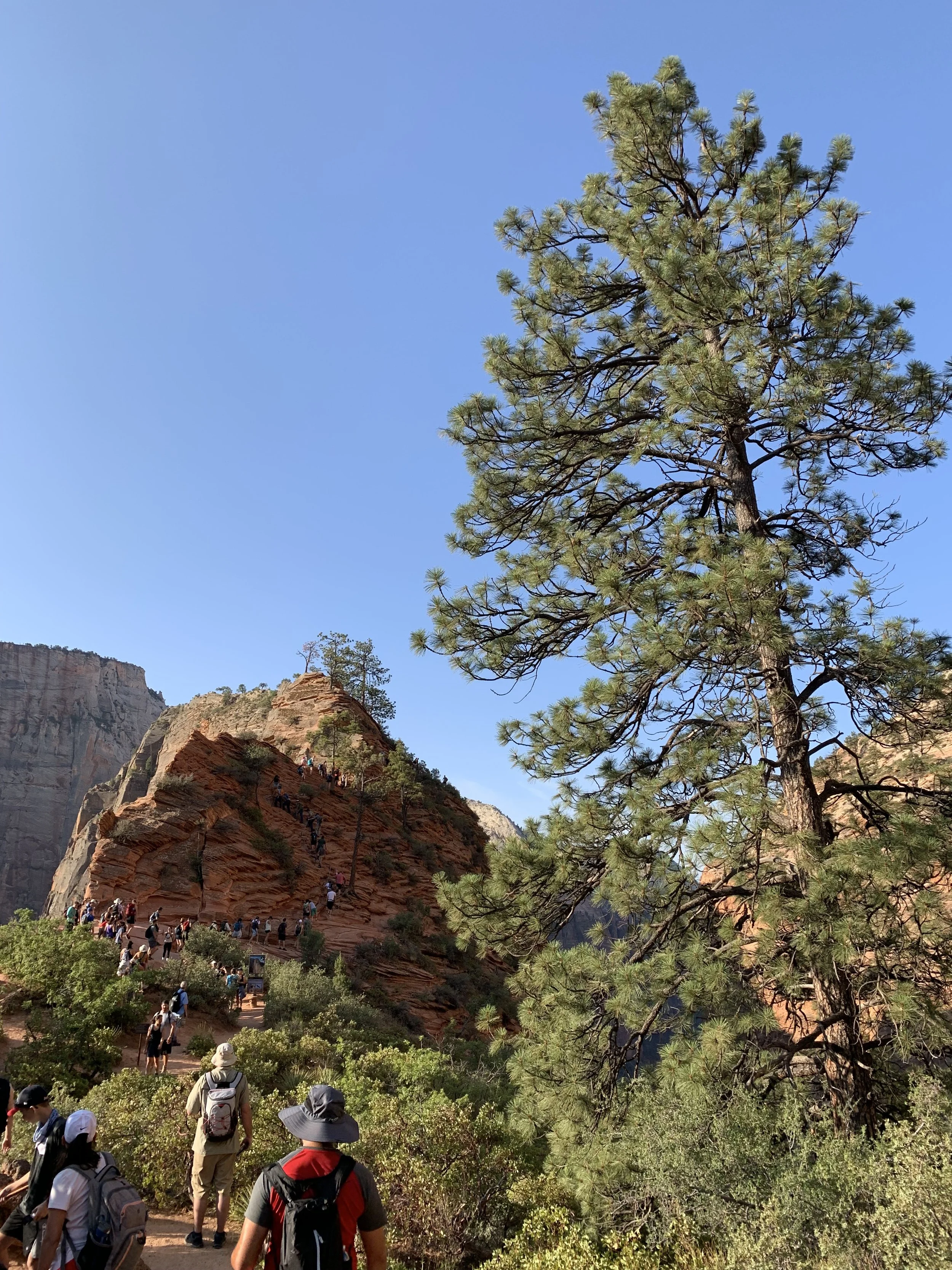 angels landing 5.jpeg