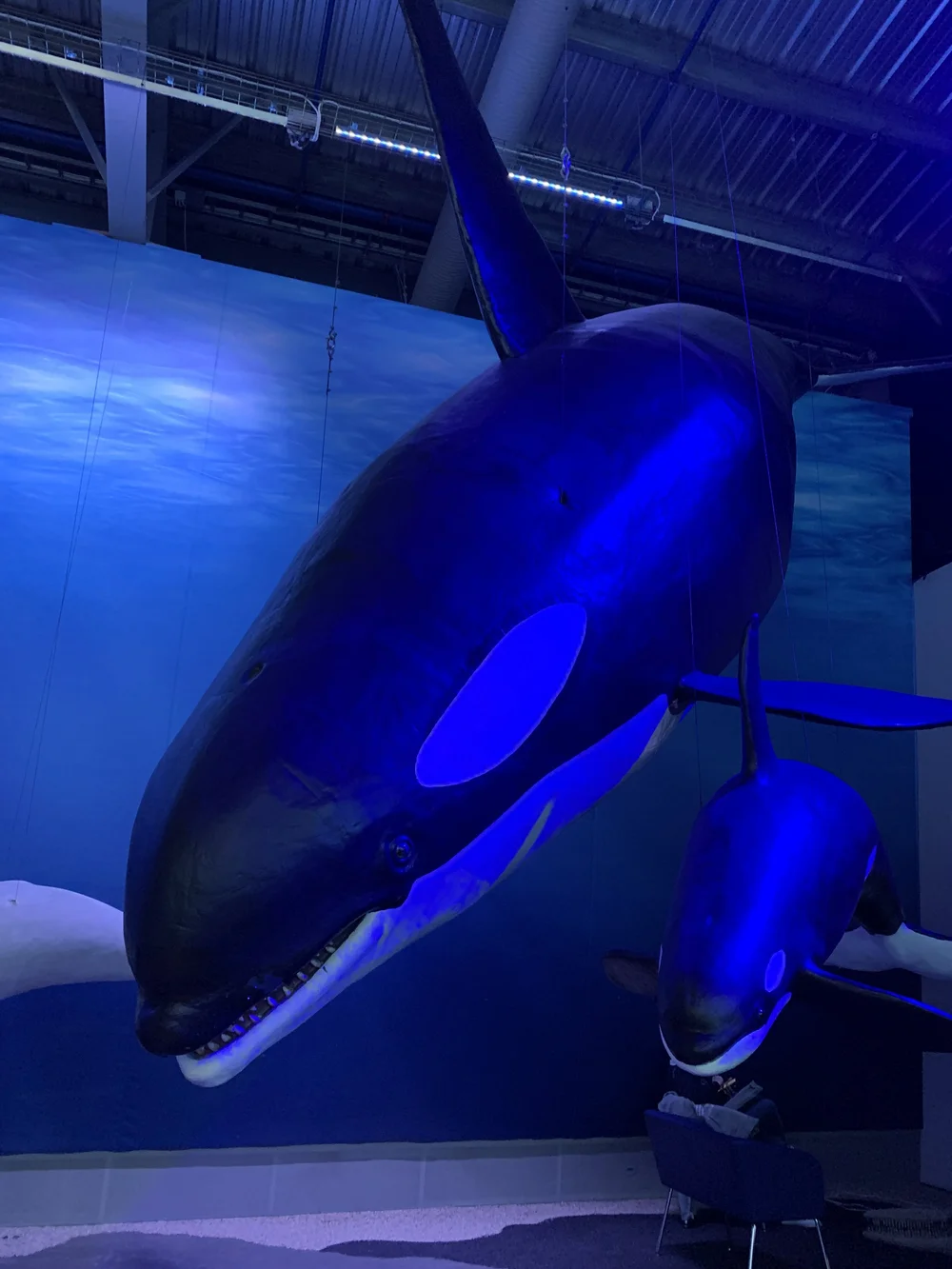 whale2.jpeg