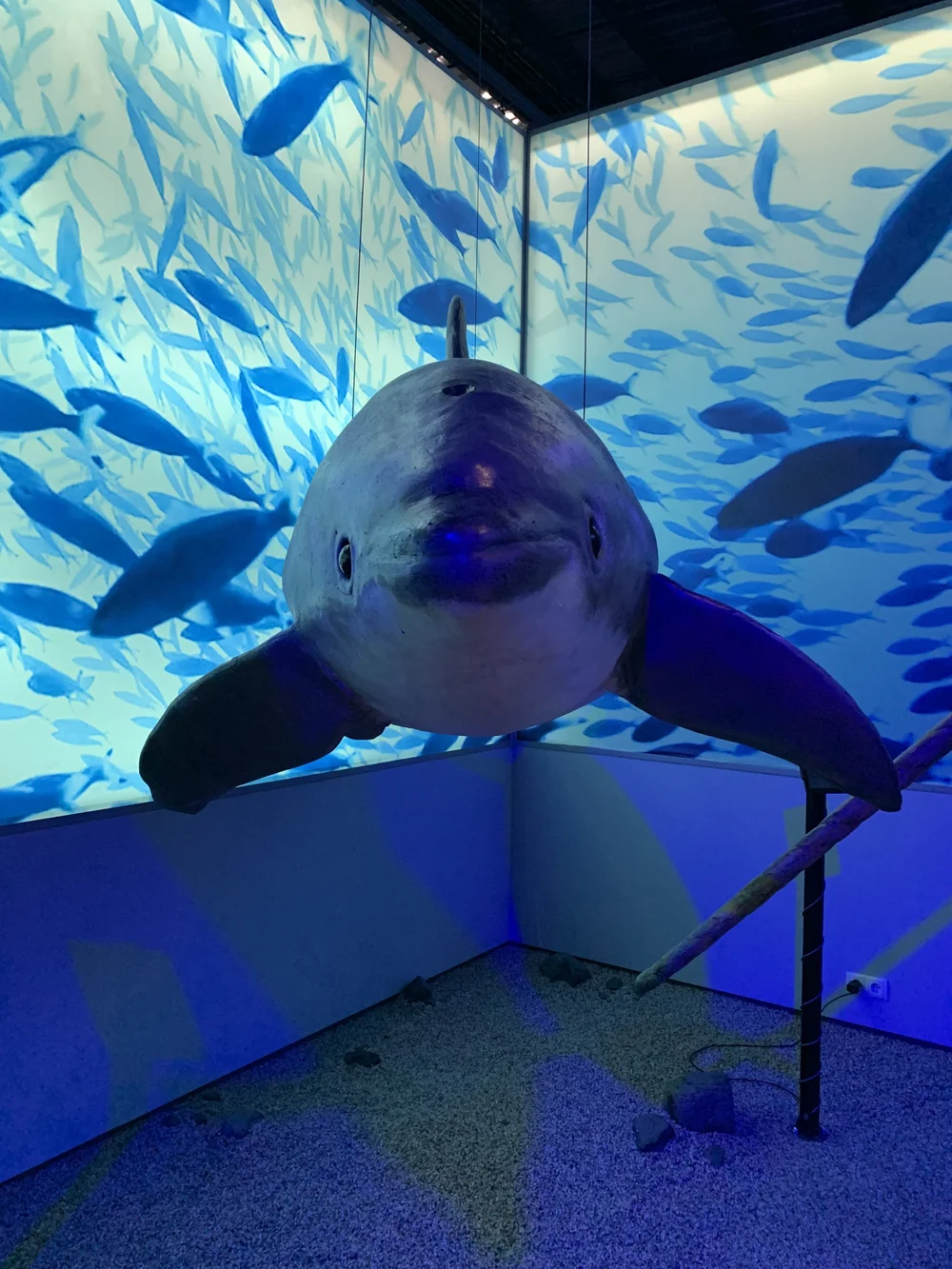 whale4.jpeg