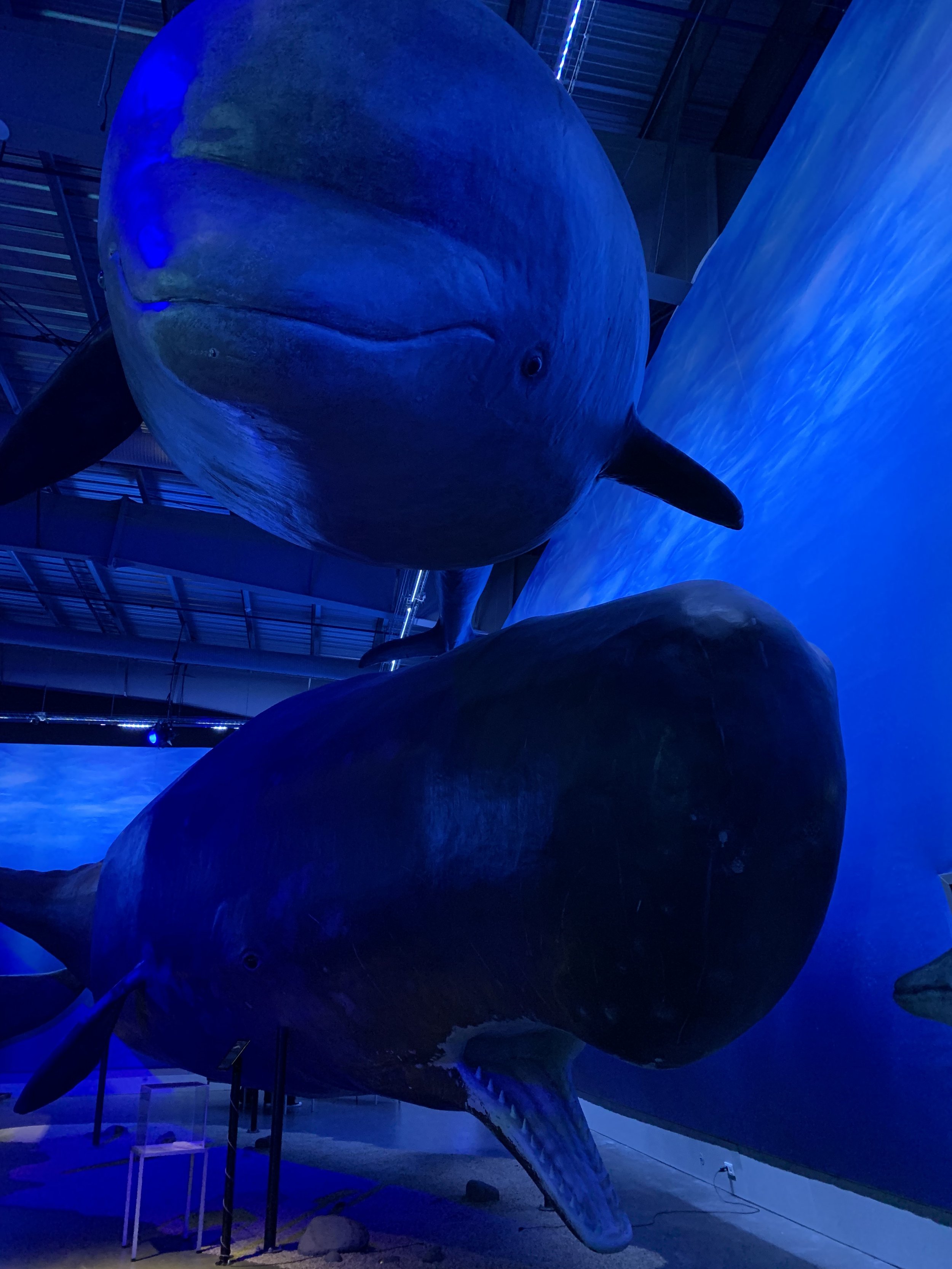 whale5.jpeg