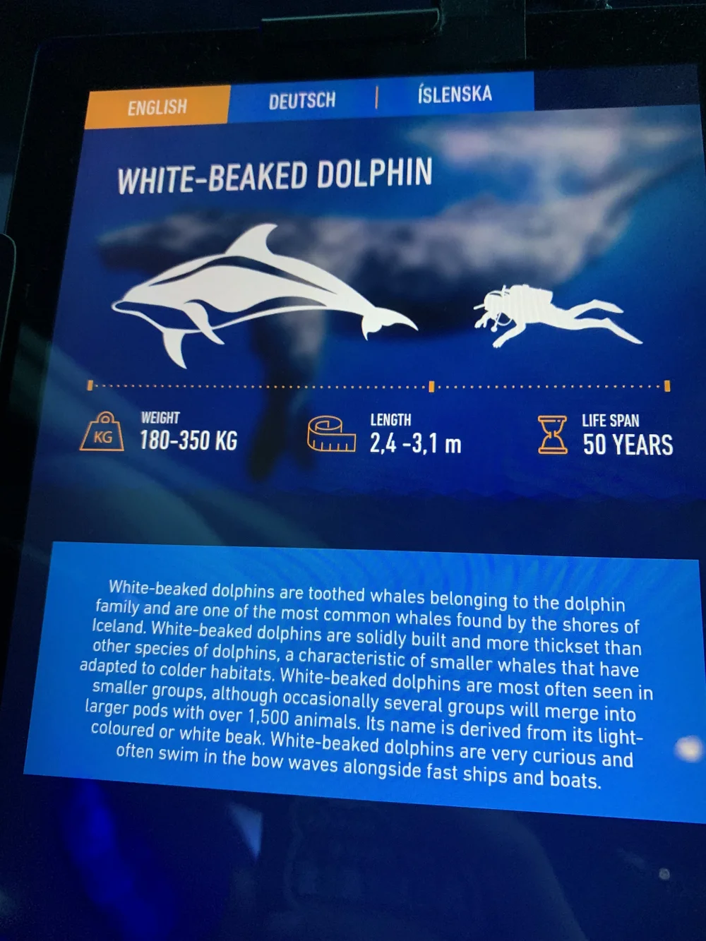 whale1.jpeg