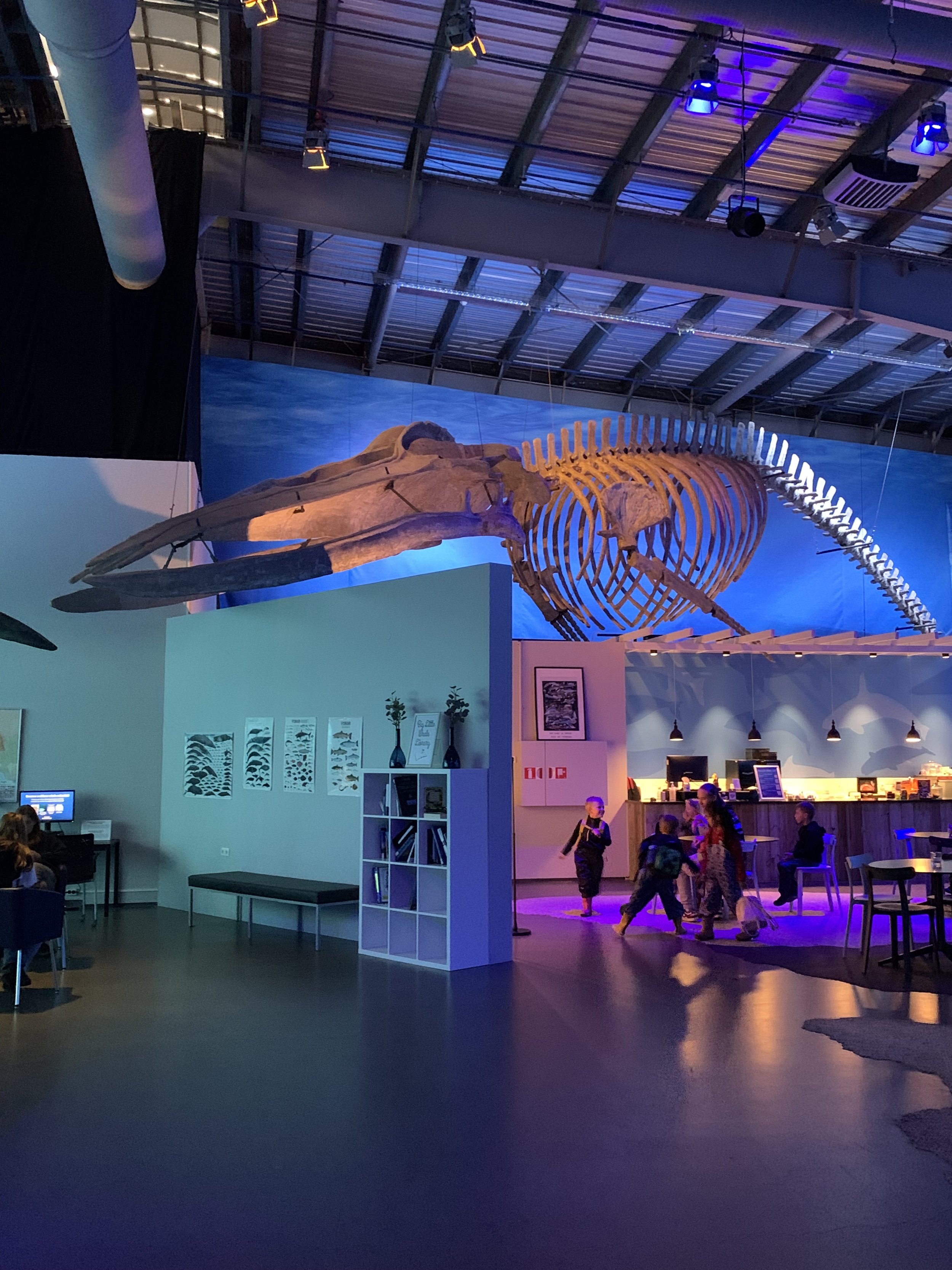 whale6.jpeg