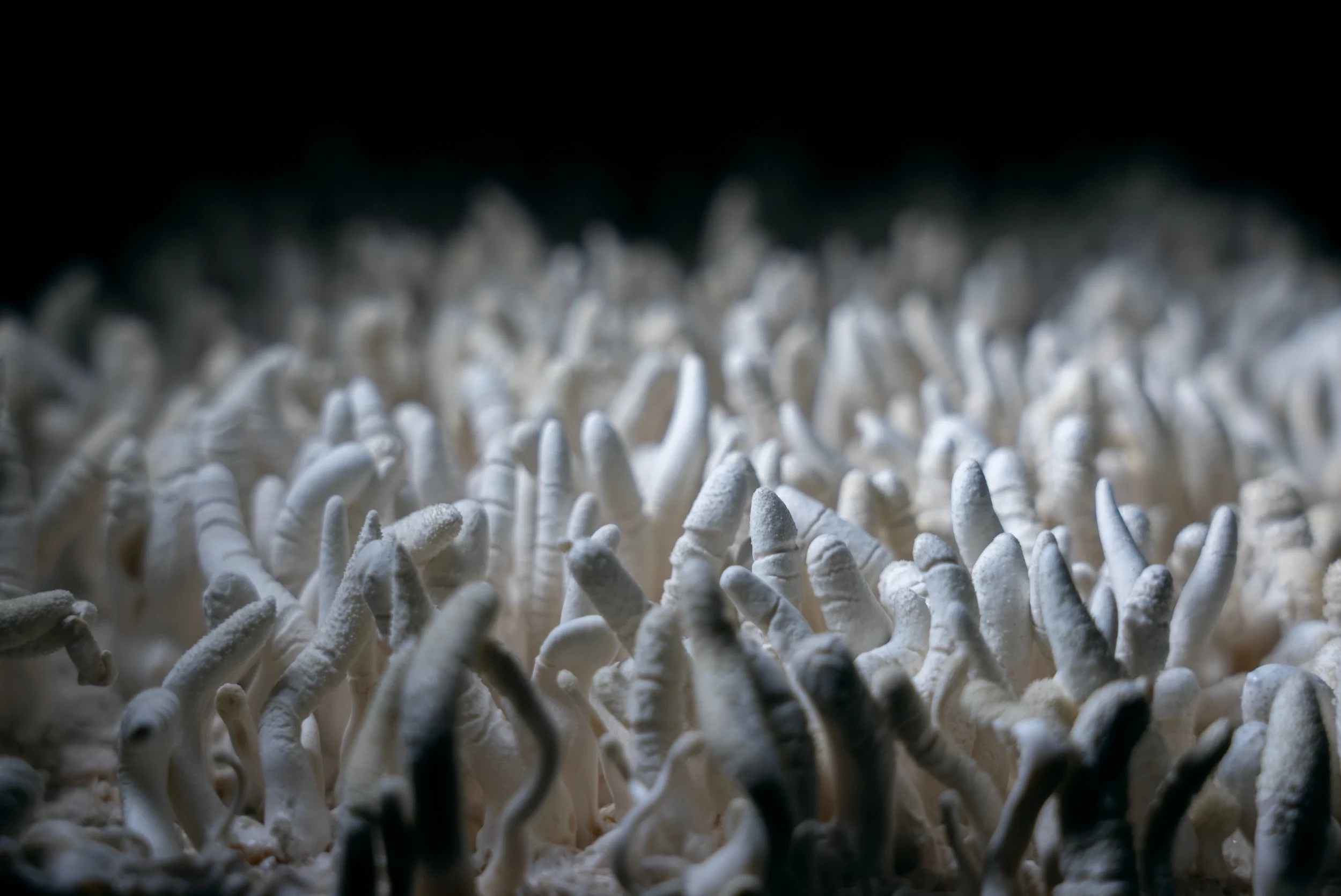 Everything I know about humanity I learned from cordyceps, part 1