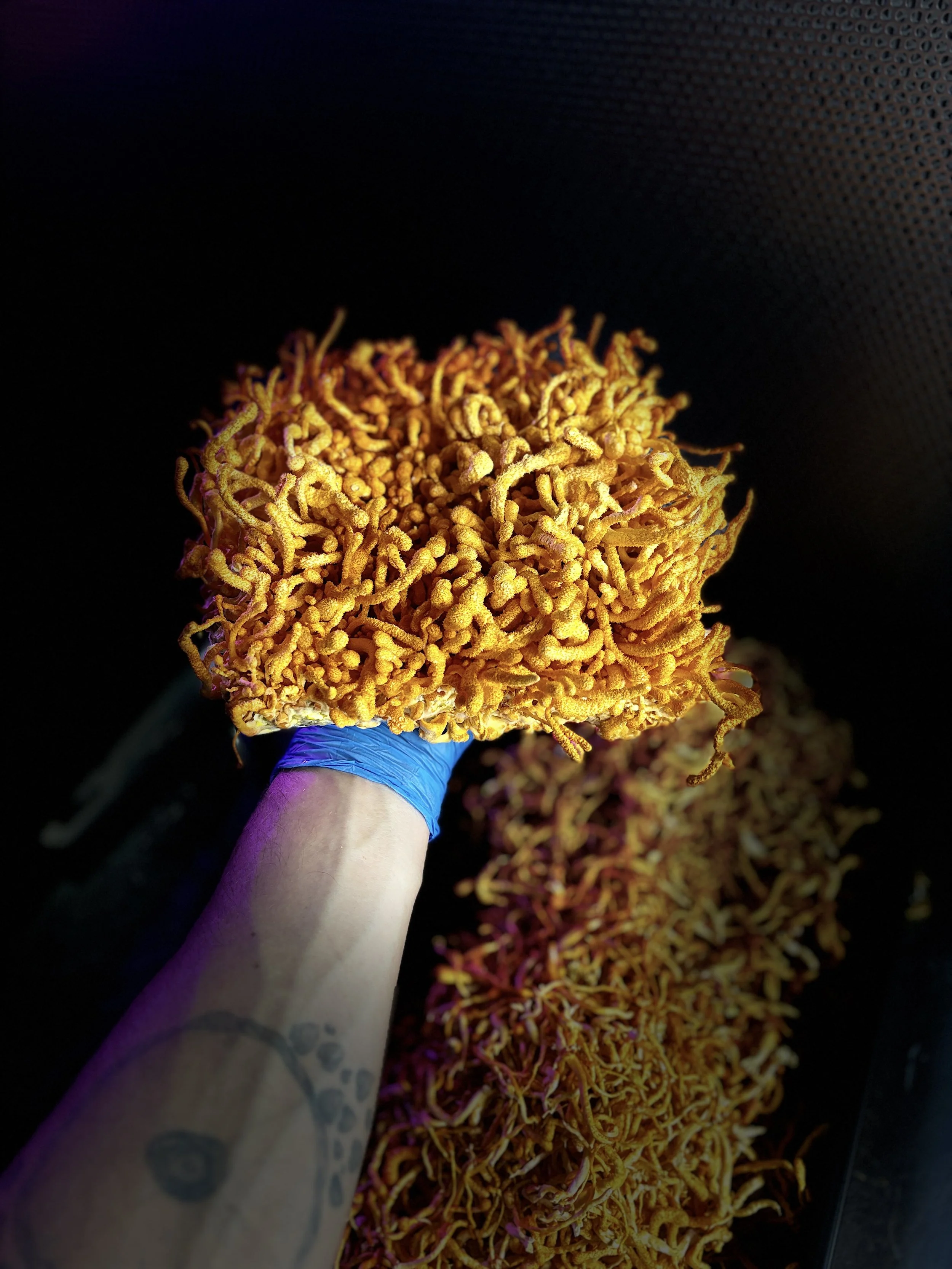 When Biology Becomes You - Into An Orange World (everything I learned about life, I learned from cordyceps, part 1.5)