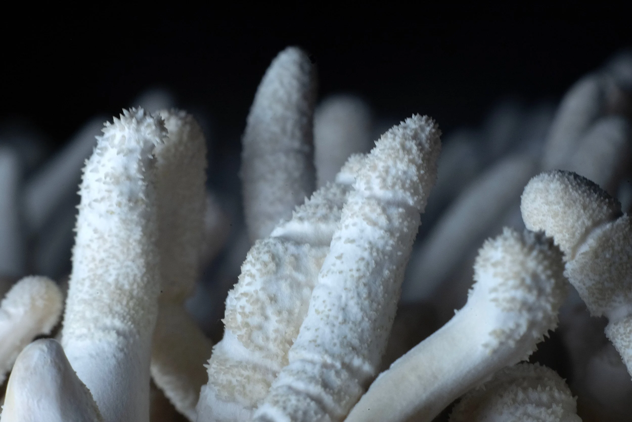 Albino Cordyceps