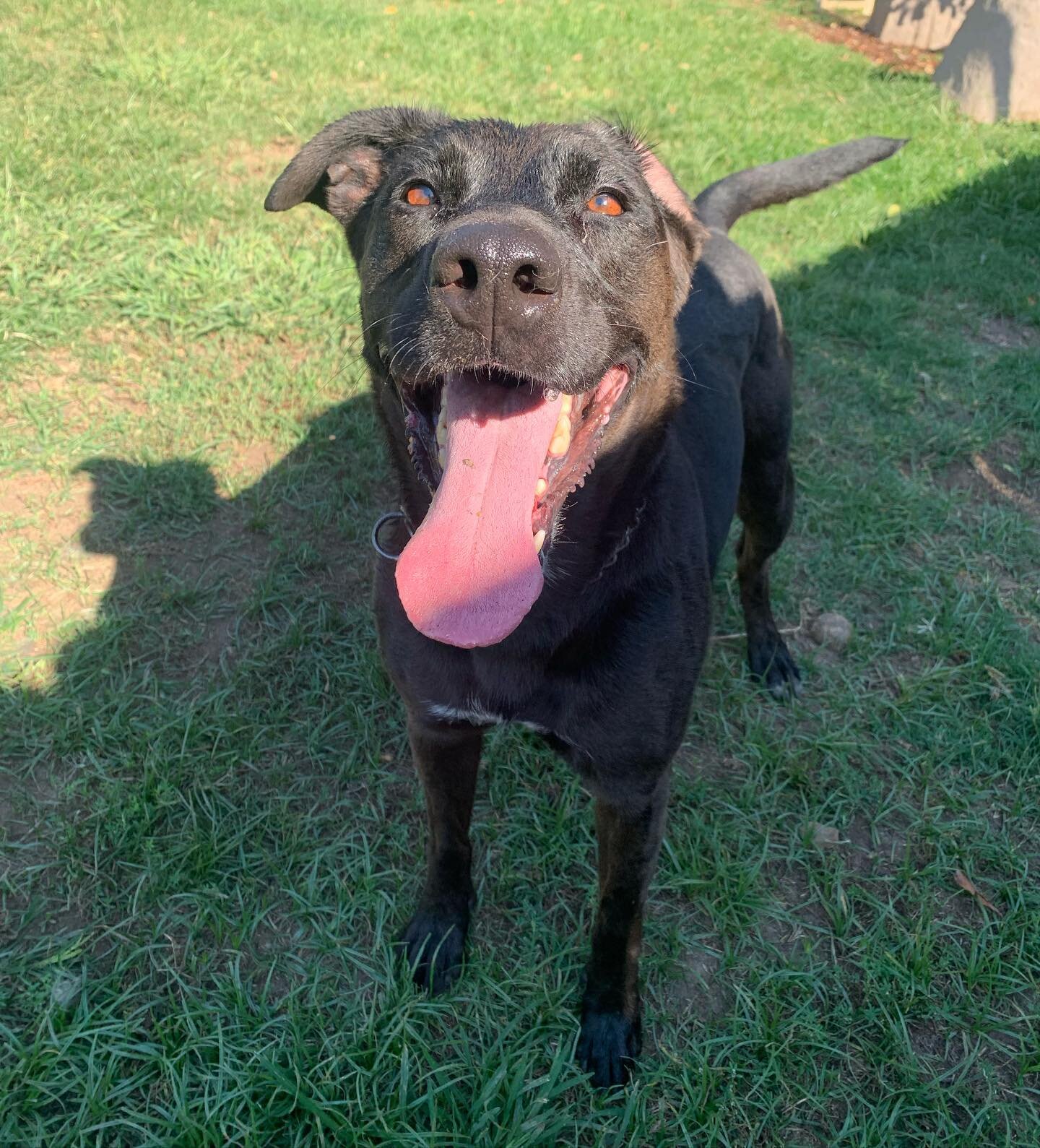 💫 Britt💫
Former Riverside shelter dog / lab mix / loves fetch / looking for a foster and/or forever home! 
Leave a 🖤 in the comments if you love black dogs!