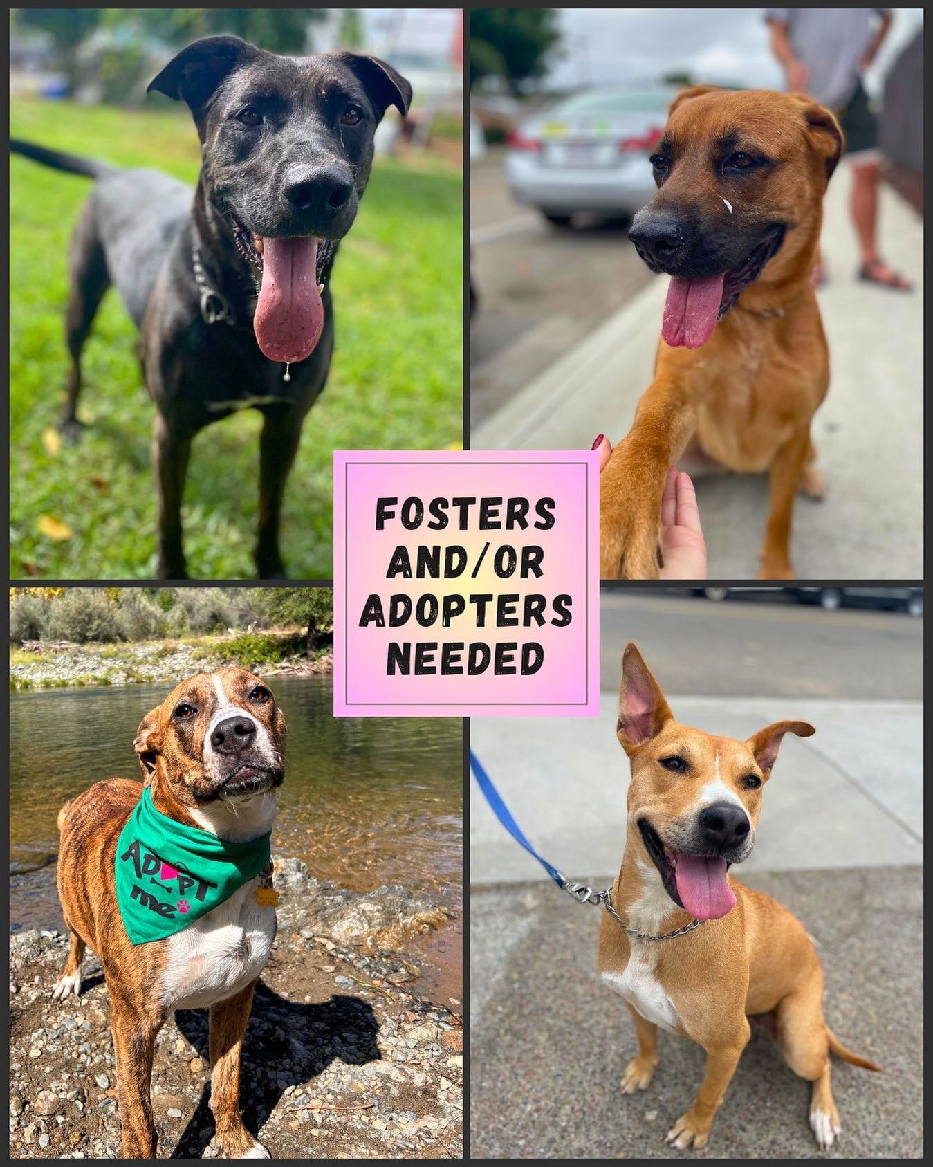 Hi friends, our rescue is devastated to say that we are not able to pull any more dogs from Riverside (or anywhere else) until we get these 4 girls into fosters and/or adopters. As a small volunteer run and foster based rescue, we don&rsquo;t have th