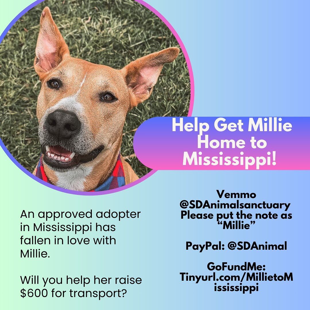 We saved Millie from being euthanized at an overcrowded shelter in Southern California, and after patiently waiting for over 200 days, Millie has finally found a home! Millie&rsquo;s new family is in Mississippi so we are asking for the community&rsq