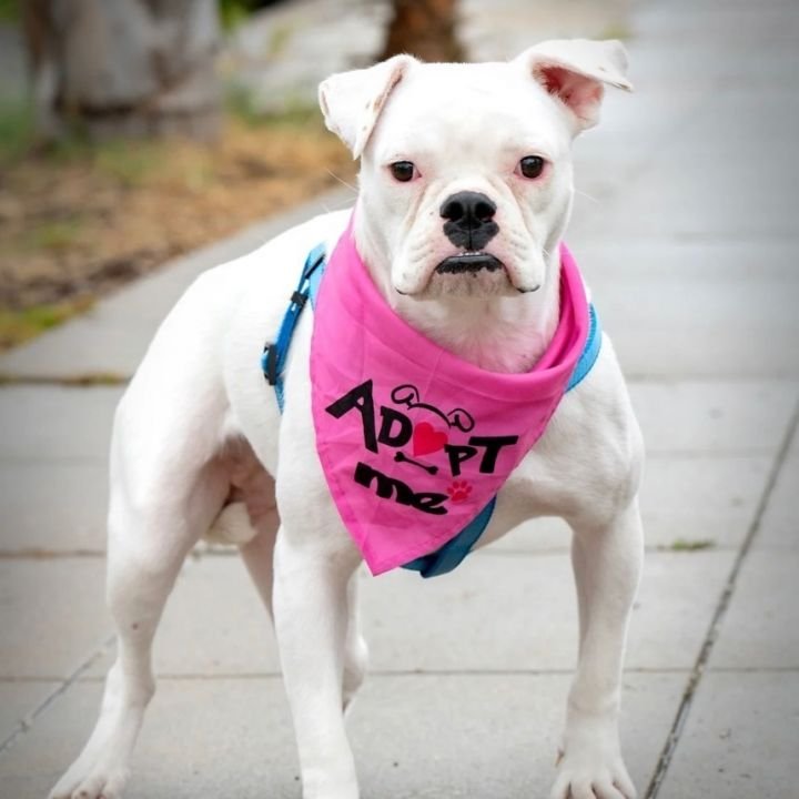 San Diego Dog Foster Based Dog Rescue — San Diego Animal Sanctuary