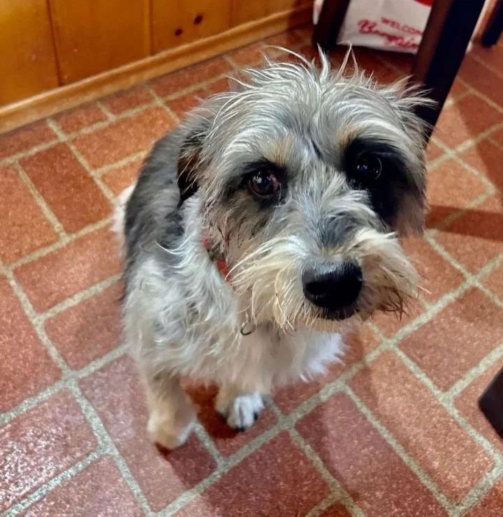 San Diego Dog Foster Based Dog Rescue — San Diego Animal Sanctuary