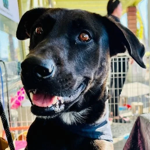 San Diego Dog Foster Based Dog Rescue — San Diego Animal Sanctuary