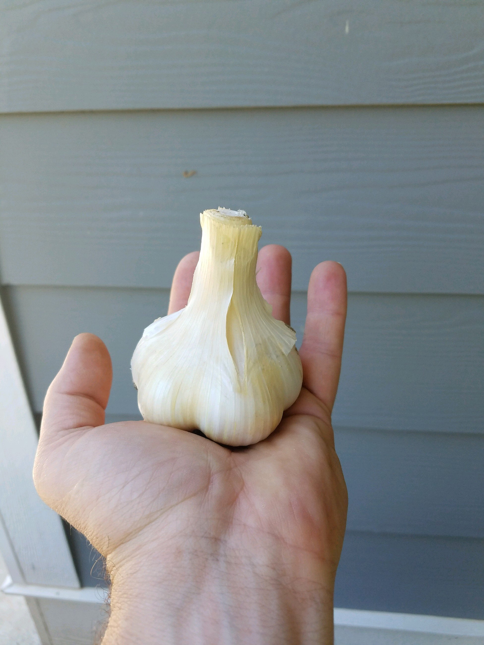 Georgia Grown Garlic