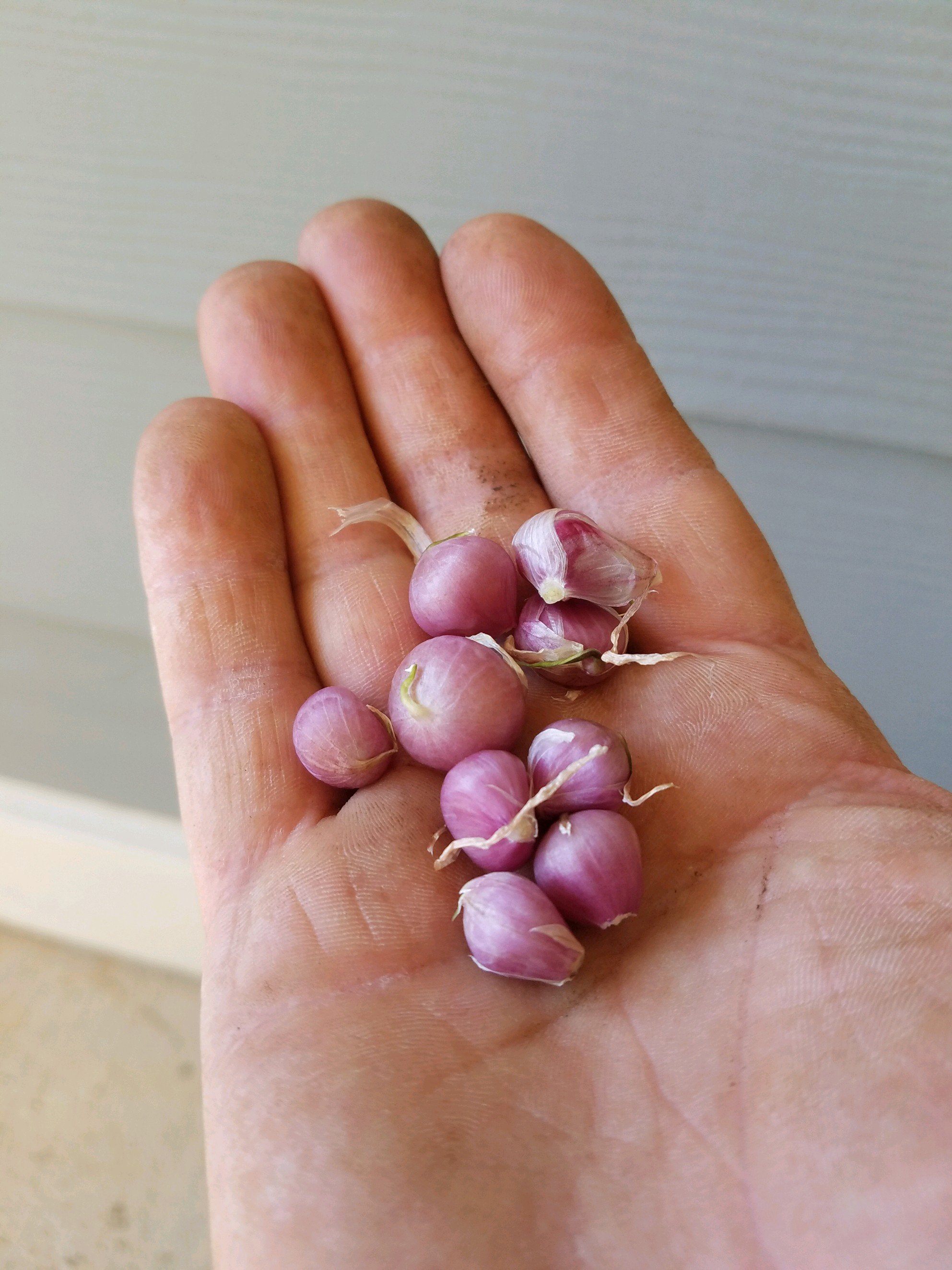 Georgia Grown Garlic Bulbils