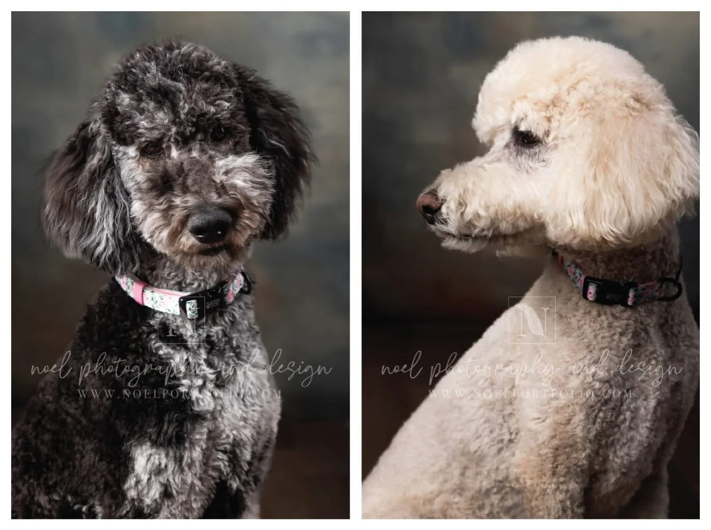I don&rsquo;t always take pretentious poodle pictures...but when I do...it&rsquo;s because my sister made me. 🤣 These two are like fire and ice in every way. From their coloring to personality. The only thing they agree on &mdash; Auntie Jen is a bi