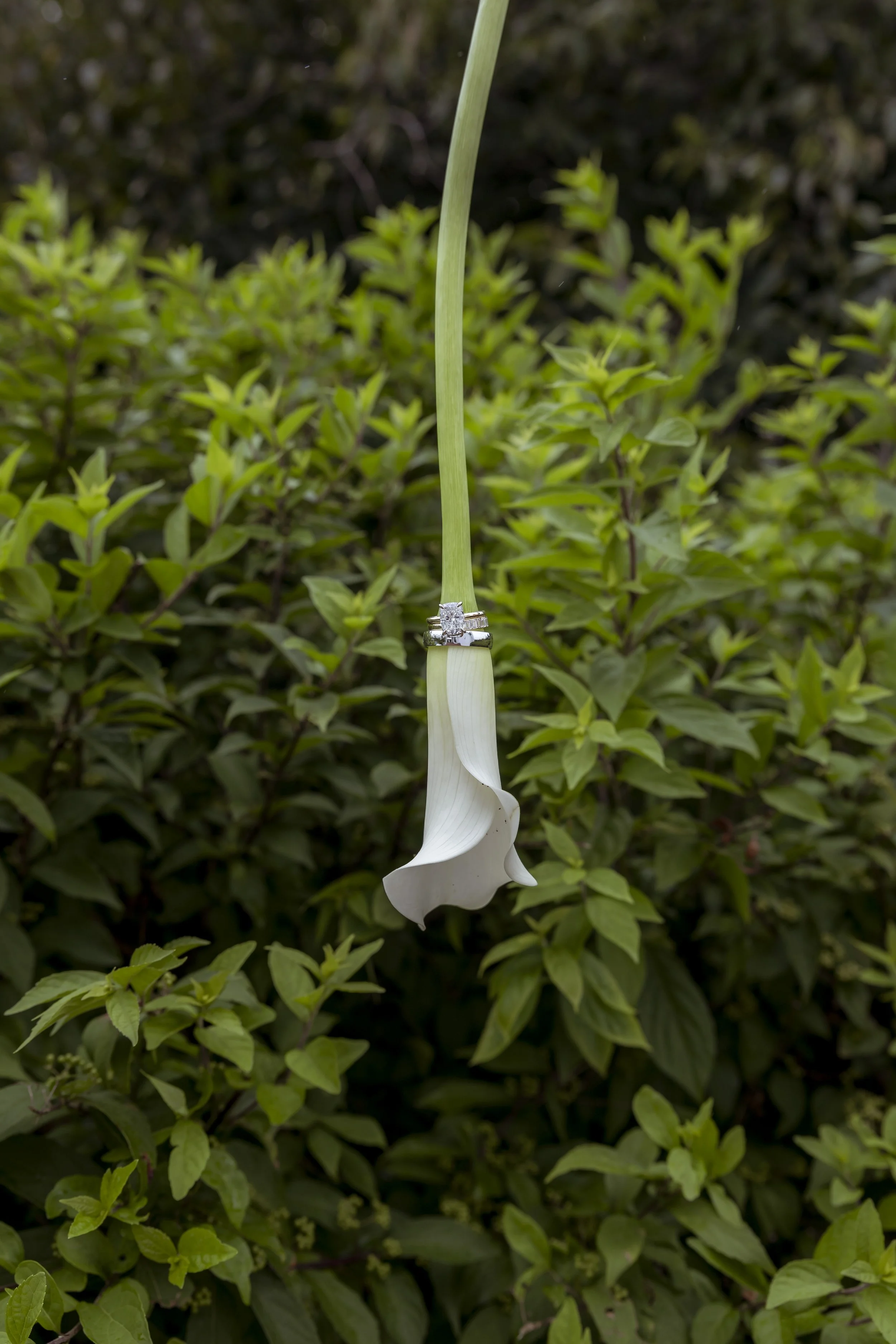 BrachtWeddingDetails-6.jpg