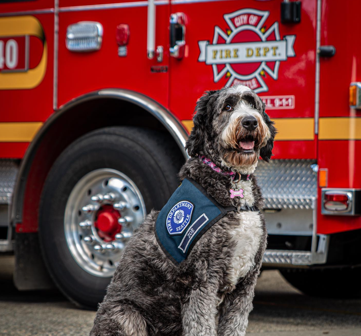 Zoe - SFD Therapy Dog