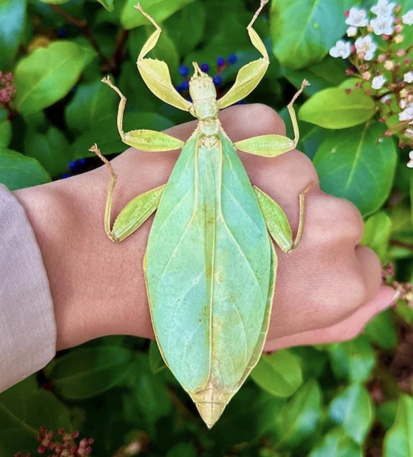 Will Millard - Wild Adventures 